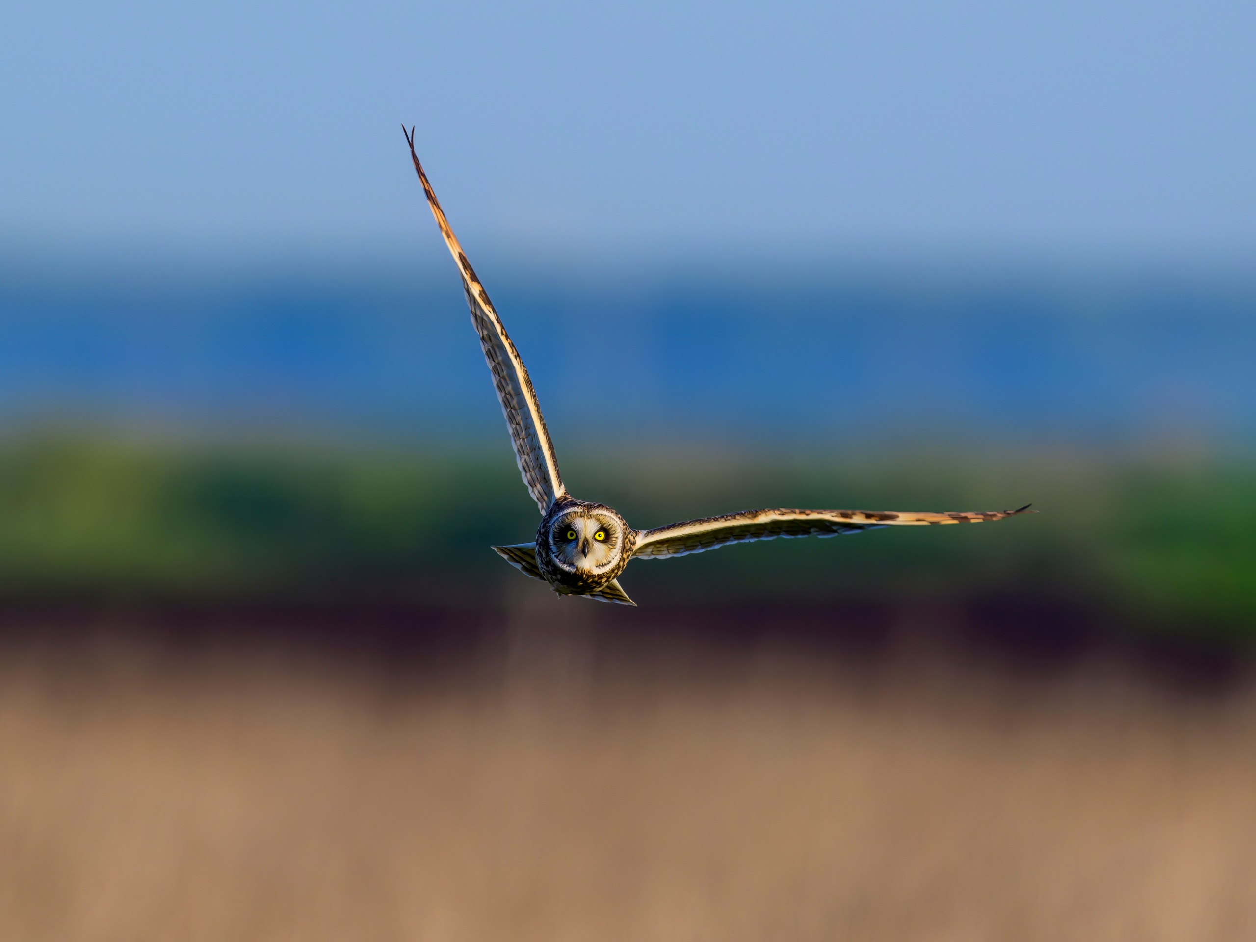 Совы и сороки. Wildlife photography by Sergey Puponin