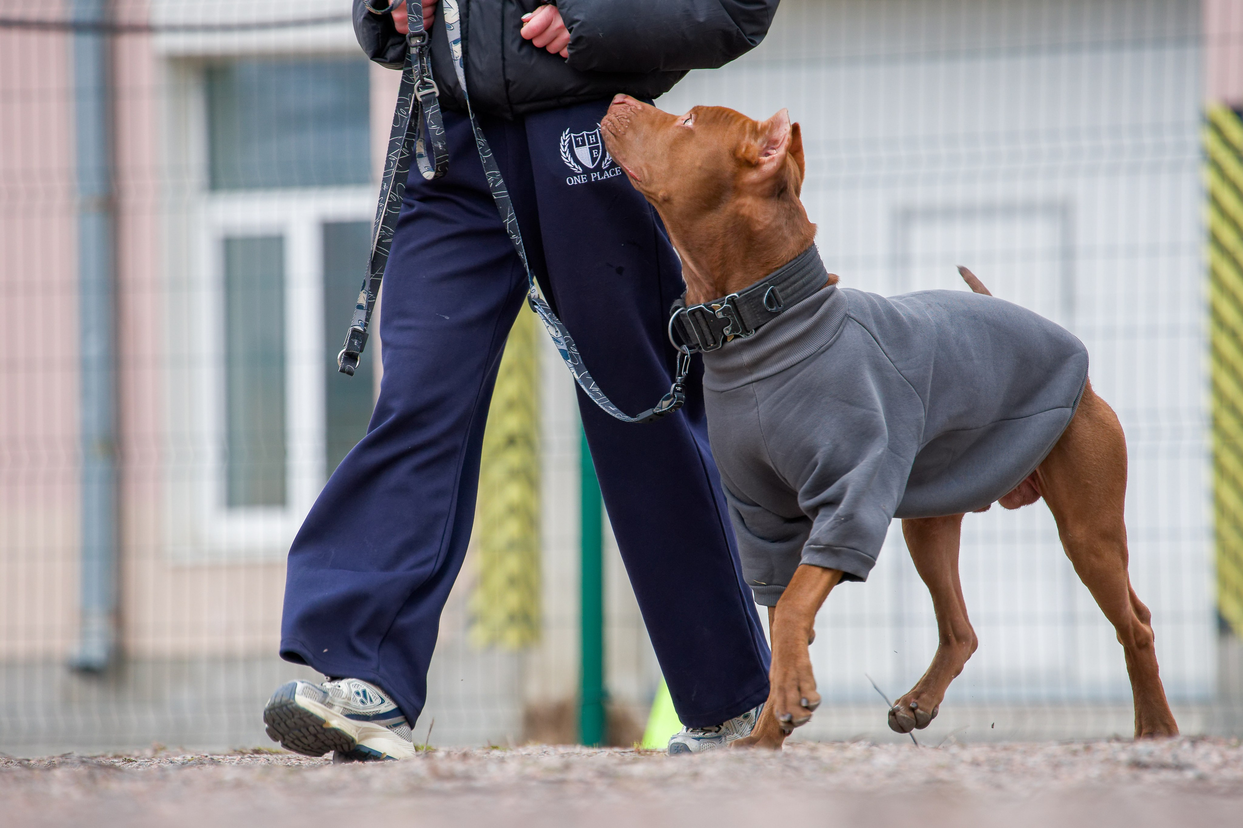 Соревнования «Пошагаем?» от школы дрессировки «Шаги». Irenephoto.ru
