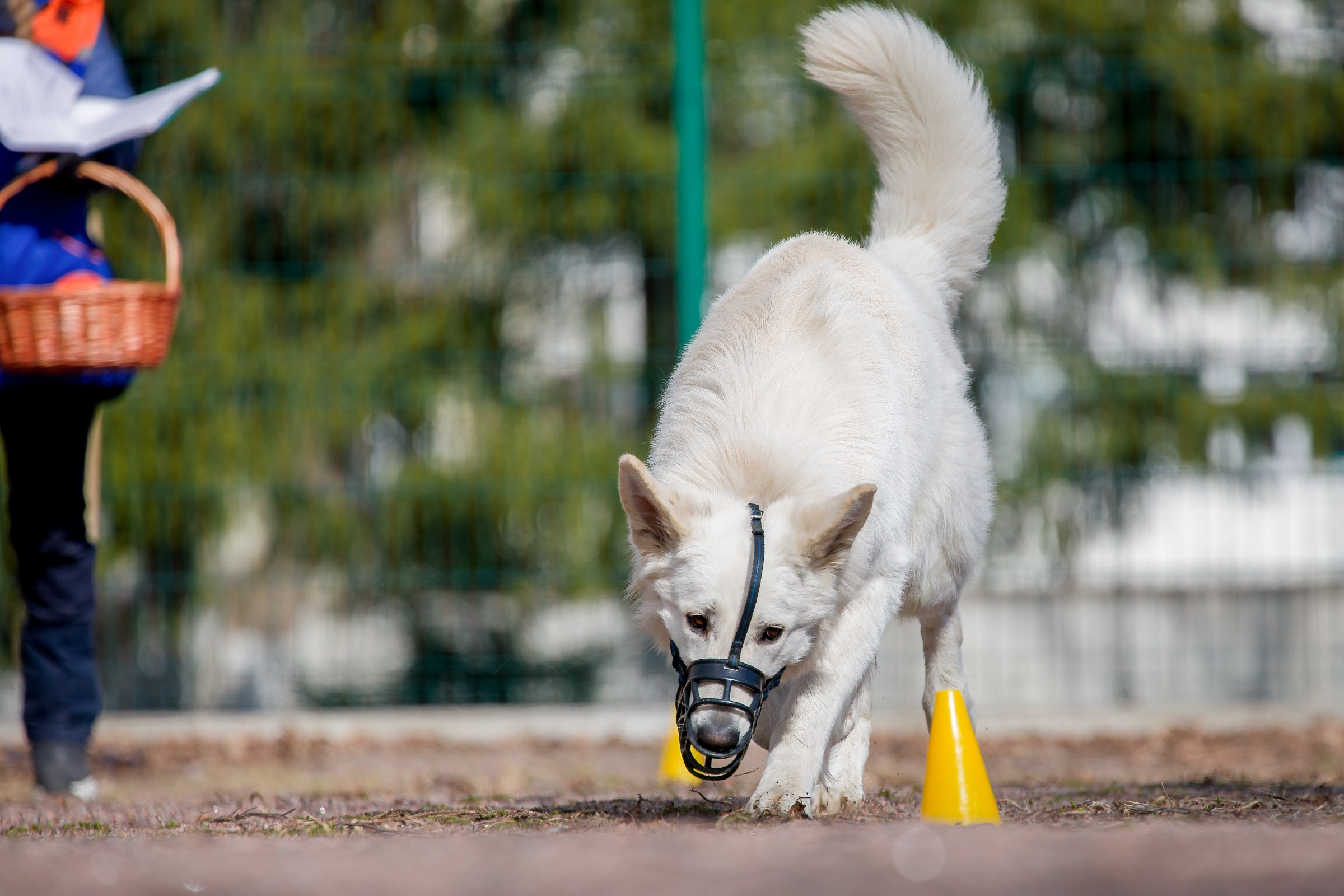 Соревнования «Пошагаем?» от школы дрессировки «Шаги». Irenephoto.ru