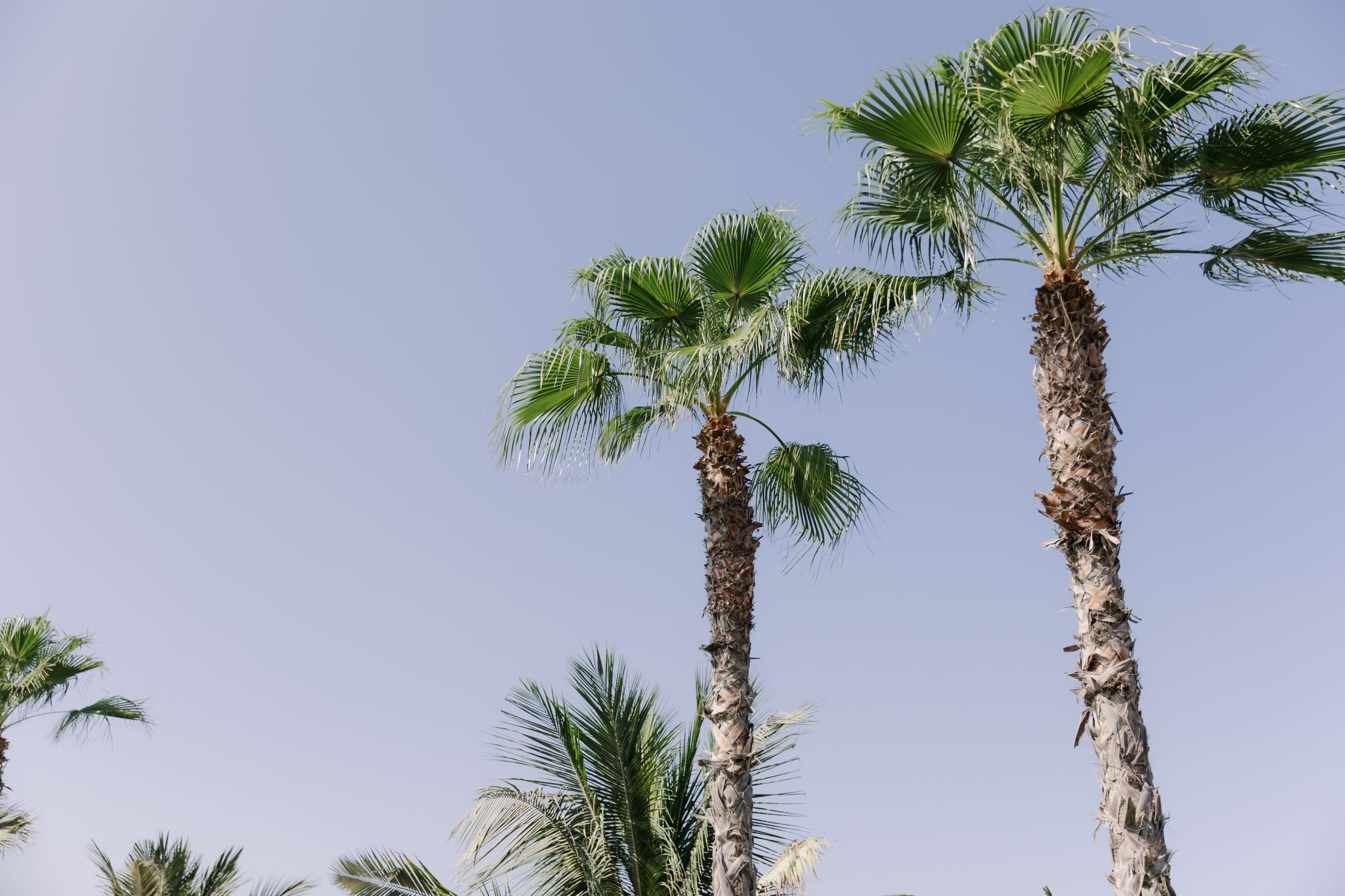 Rishat & Ramina. Свадебный и семейный фотограф в Москве