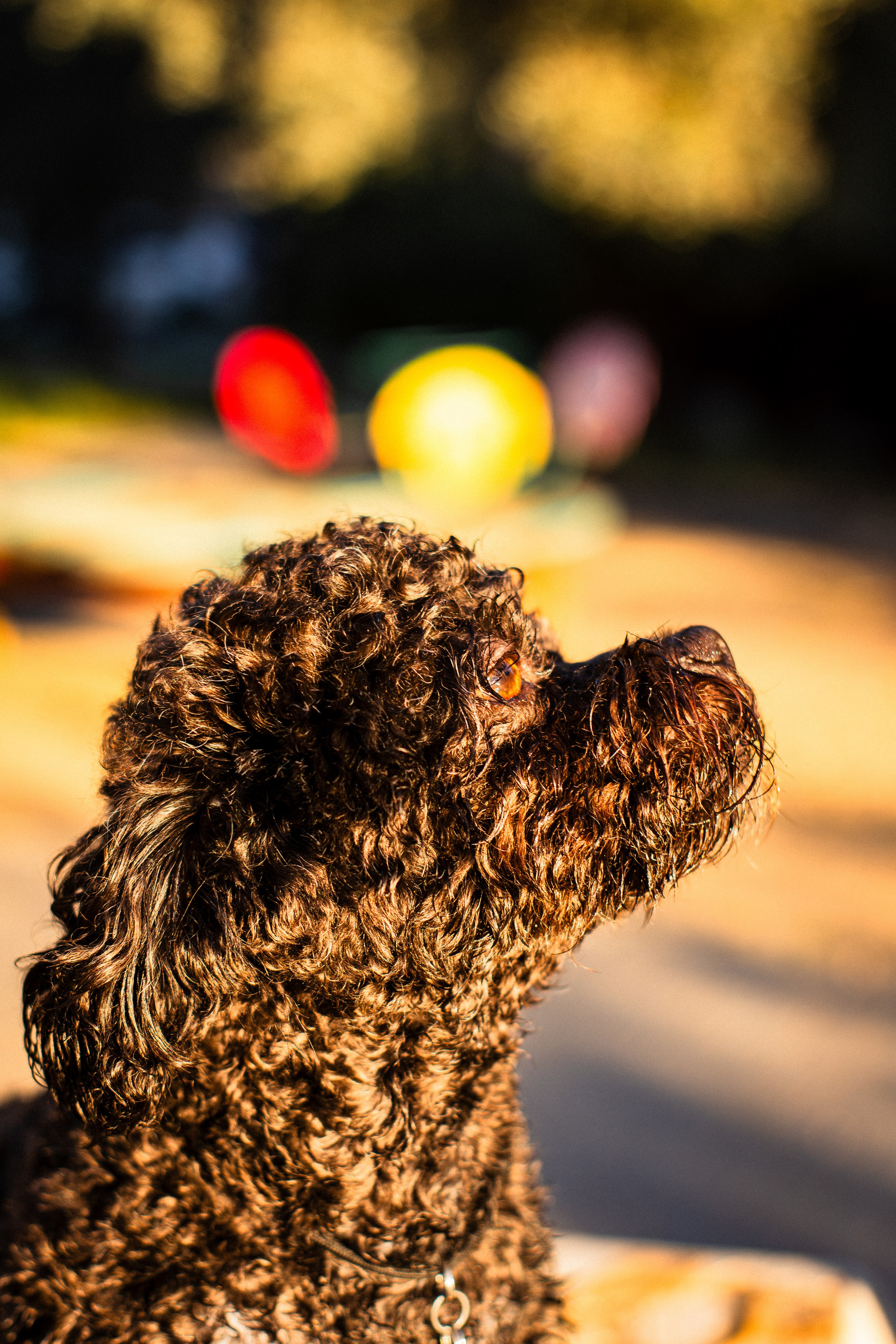 Анна и Бруно. Фотограф-анималист Мария Баркевич | Москва