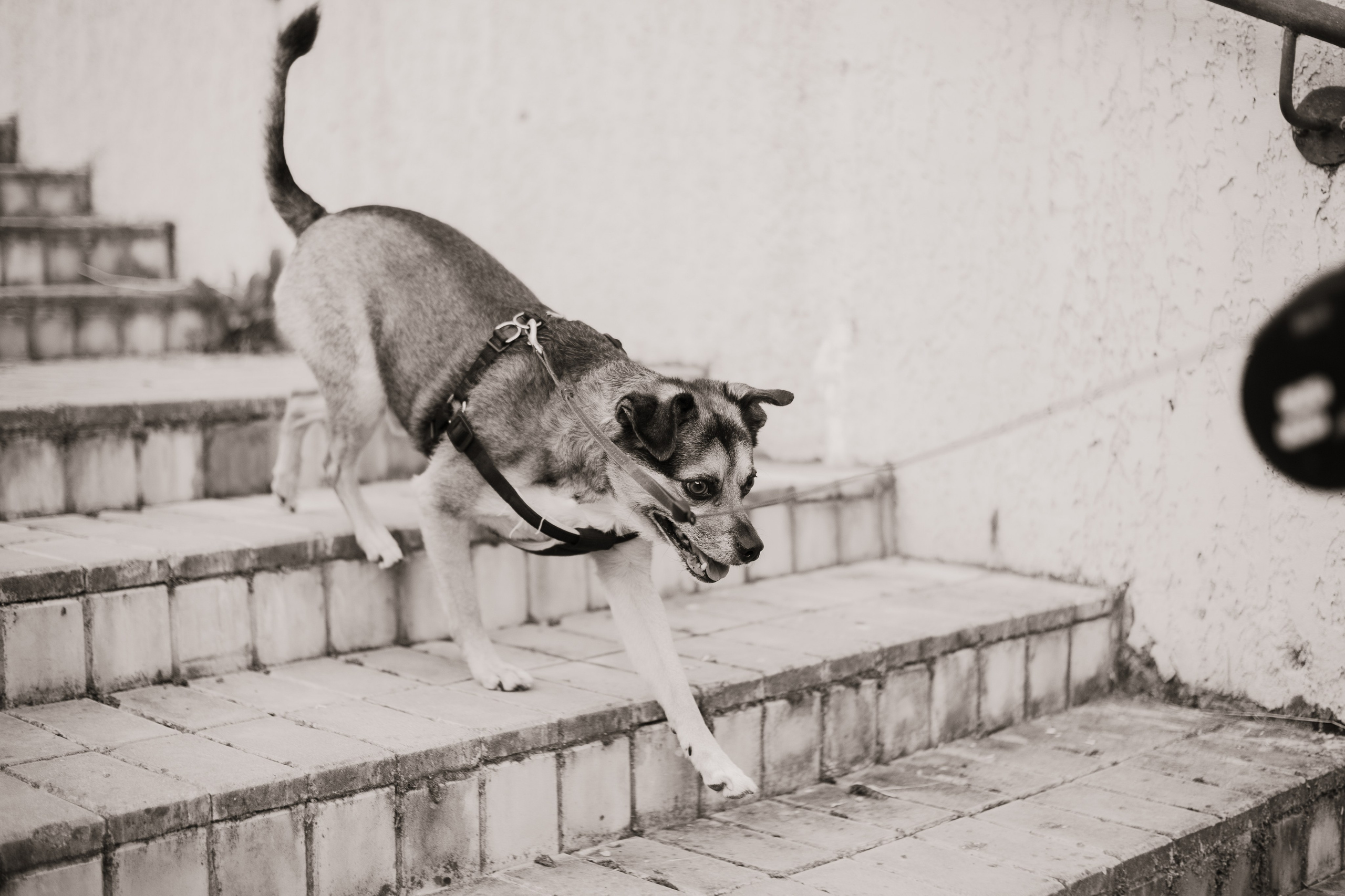 Виктория и Раф. Фотограф-анималист Мария Баркевич | Москва