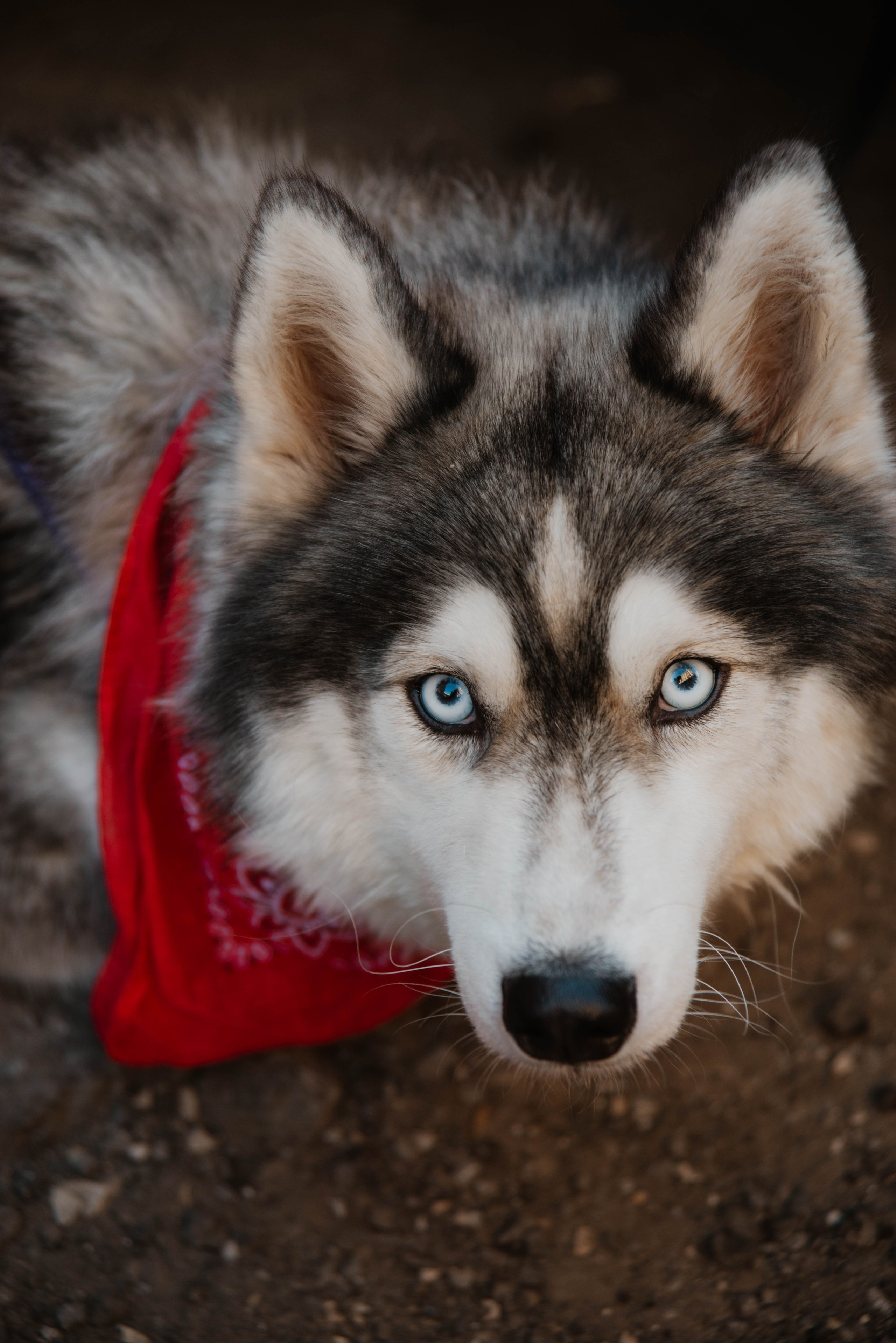Дог-вечеринка на летнике «Кутёж». Ксения Glossa. Портретный и репортажный фотограф в Самаре