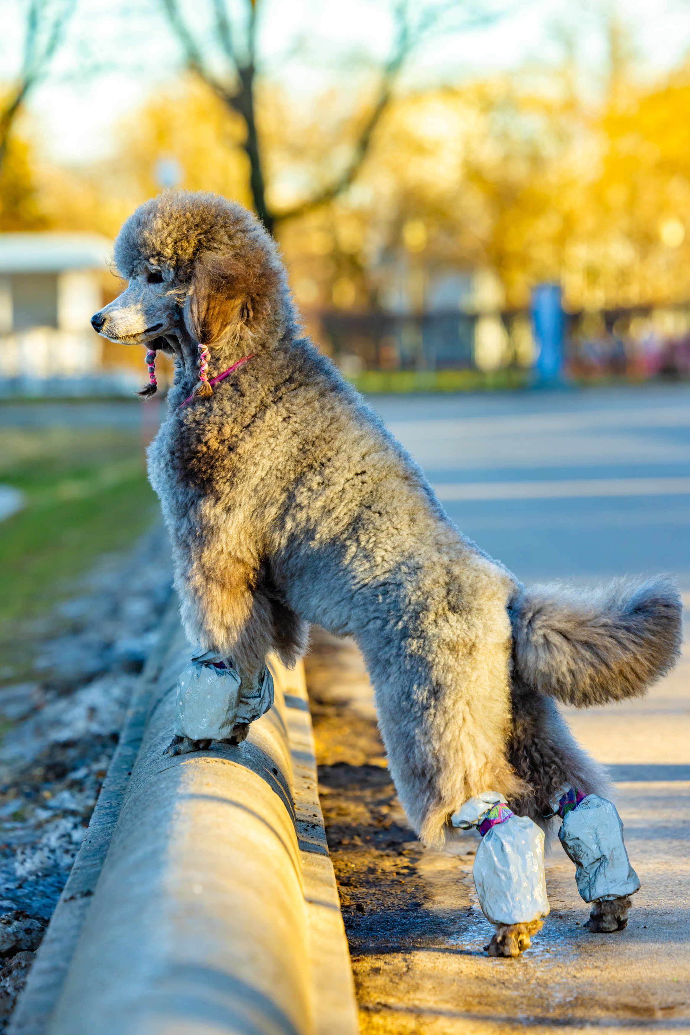 Клуб грумеров (прогулка и семинары). Виктория Зудина — фотограф в Москве