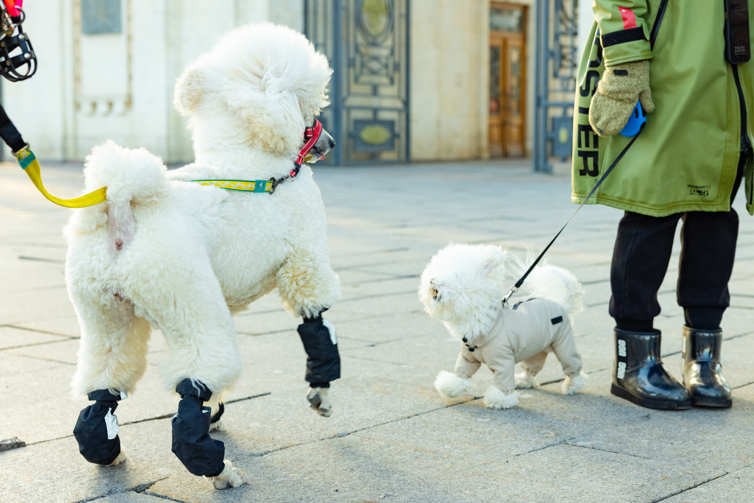 Клуб грумеров (прогулка и семинары). Виктория Зудина — фотограф в Москве