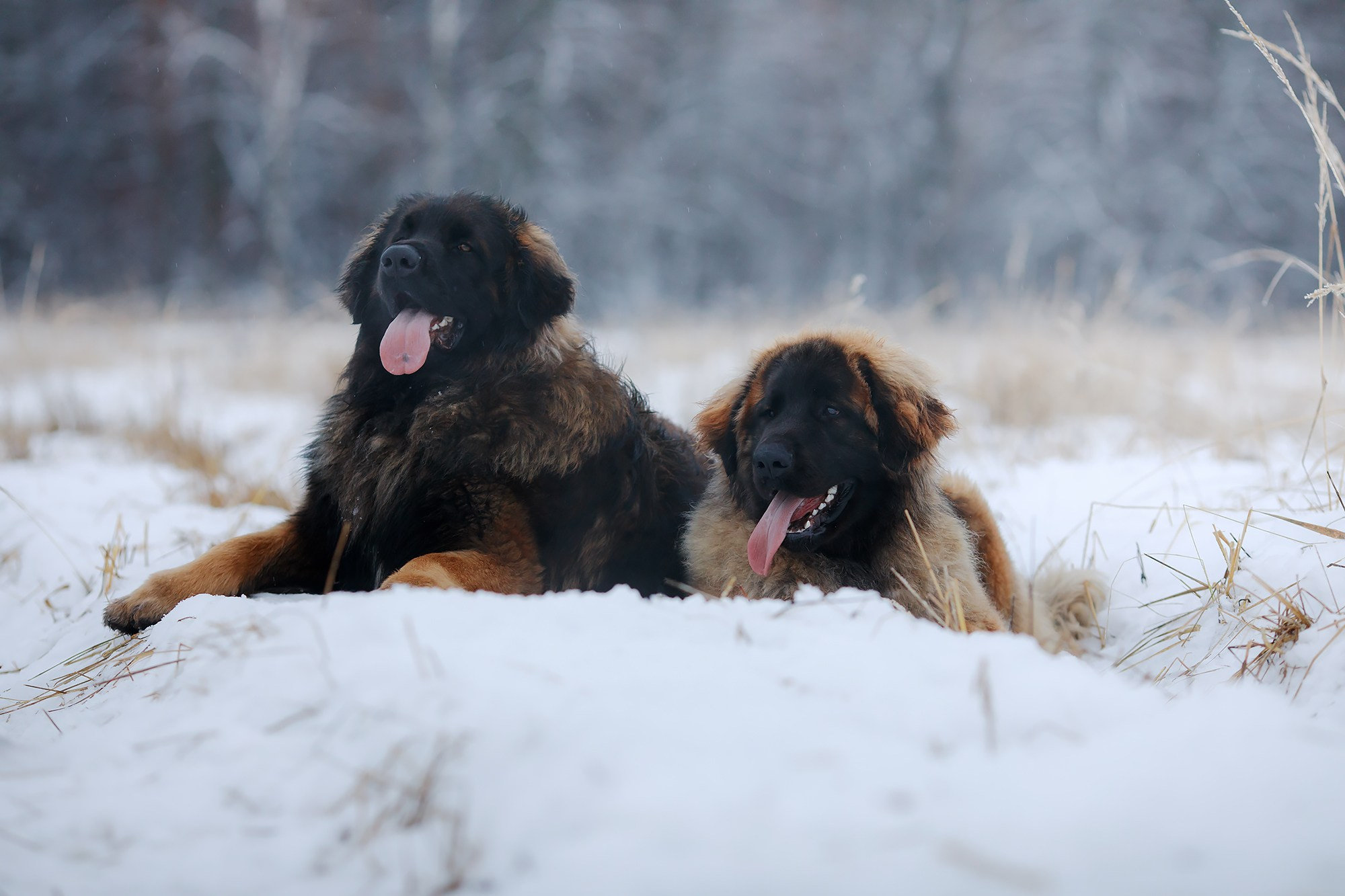 Леоненбергеры. Фотограф-анималист Mary Mart — Москва, Питер