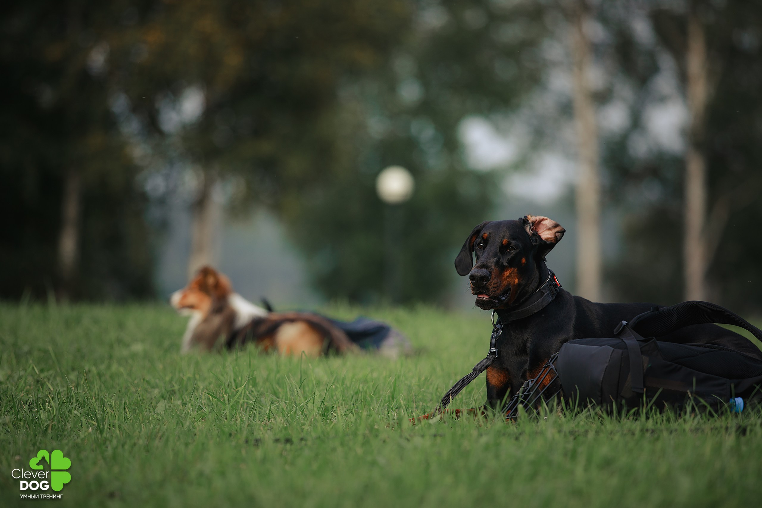 Кинологический лагерь CleverDog, 2024. Фотограф-анималист Mary Mart — Москва, Питер