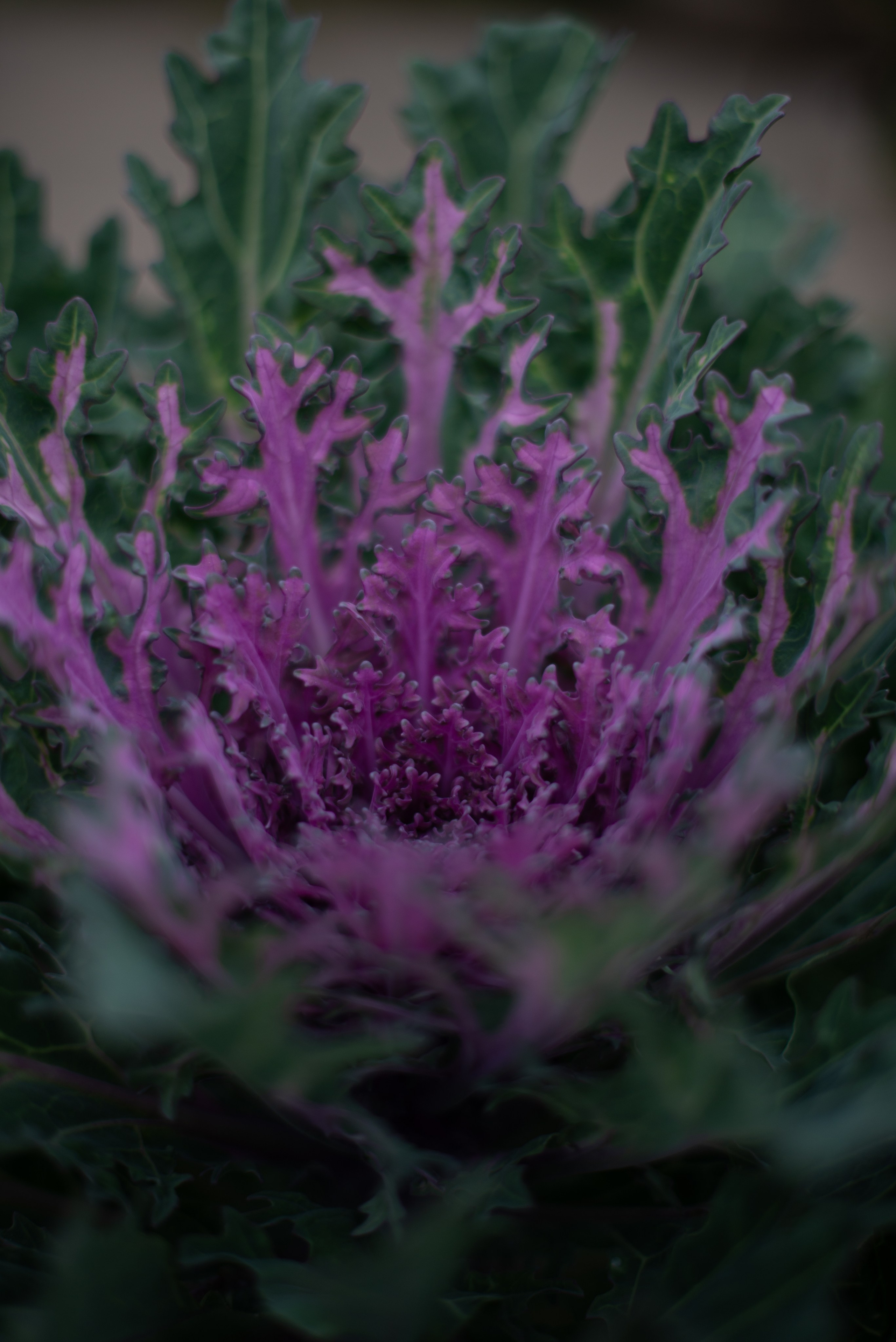 Цветы сада МГУ. Victoria Radjevna Репортажный Фотограф — Видеограф Москва • Санкт-Петербург