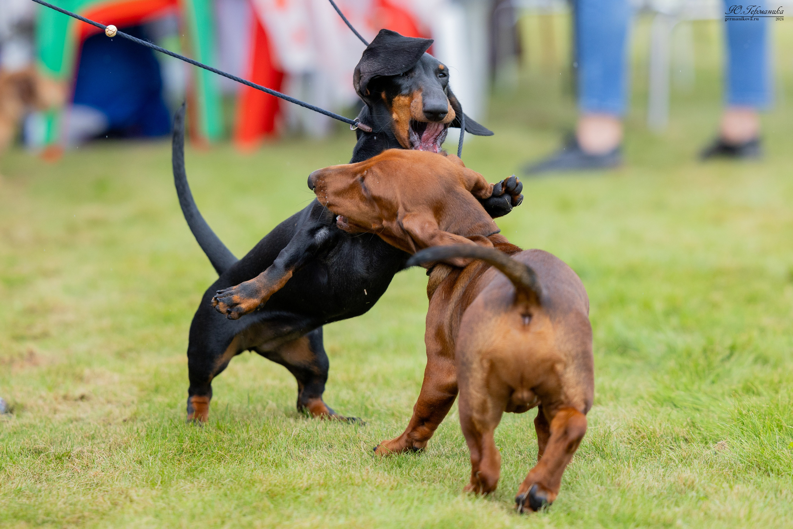 Ярославль 21.07.24 и Балашиха 13.07.24. Фотограф-анималист Юлия Германика