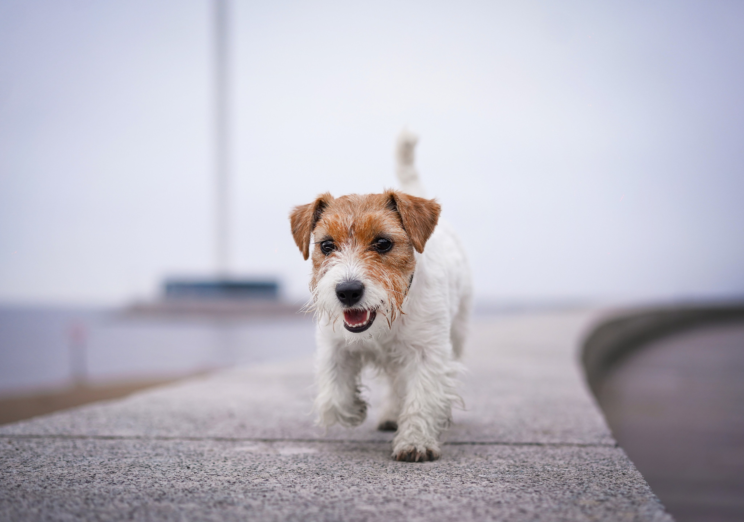 Люба и Тося. Фотограф-анималист в Санкт-Петербурге Яна Мартынова