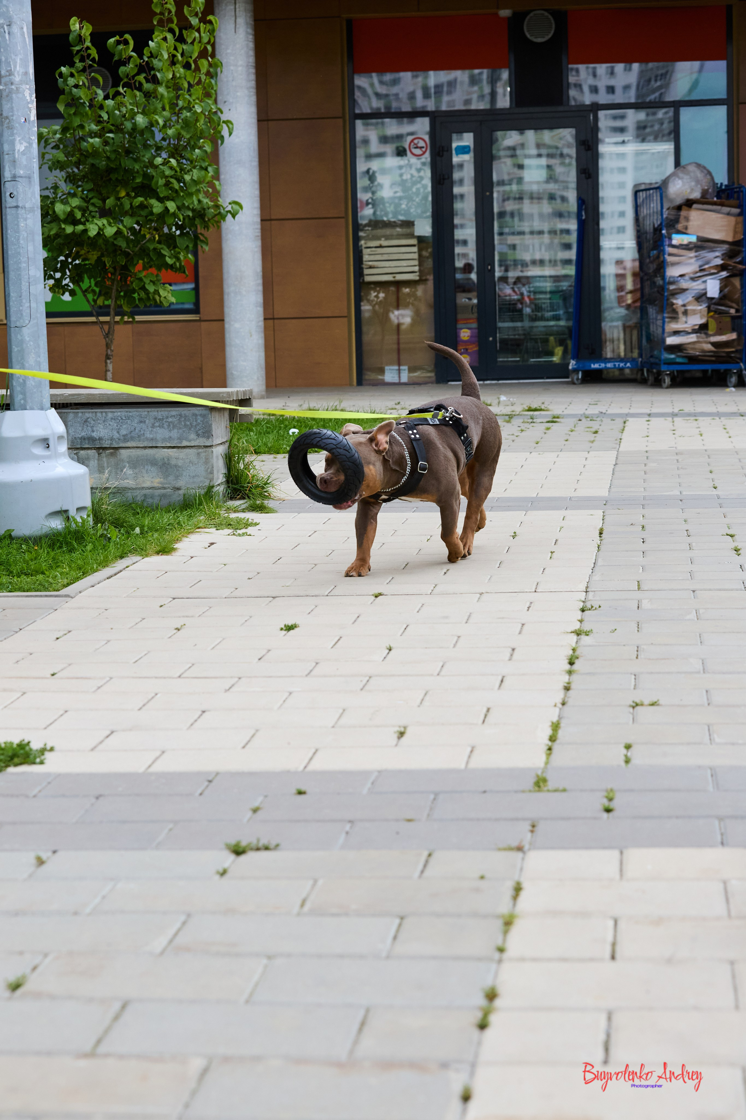 Проект фотопрогулка с хвостиком. Buyvolenko Andrey