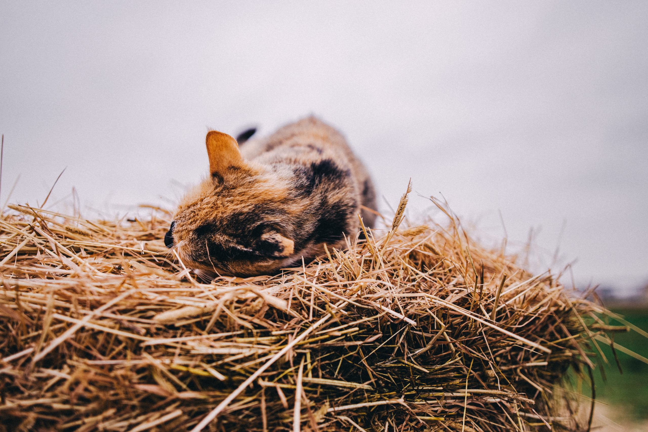 Про любовь, веселье, капризы и сон в повозке…. Семейный фотограф, фотограф родов, репортажей фотограф в Санкт-Петербу