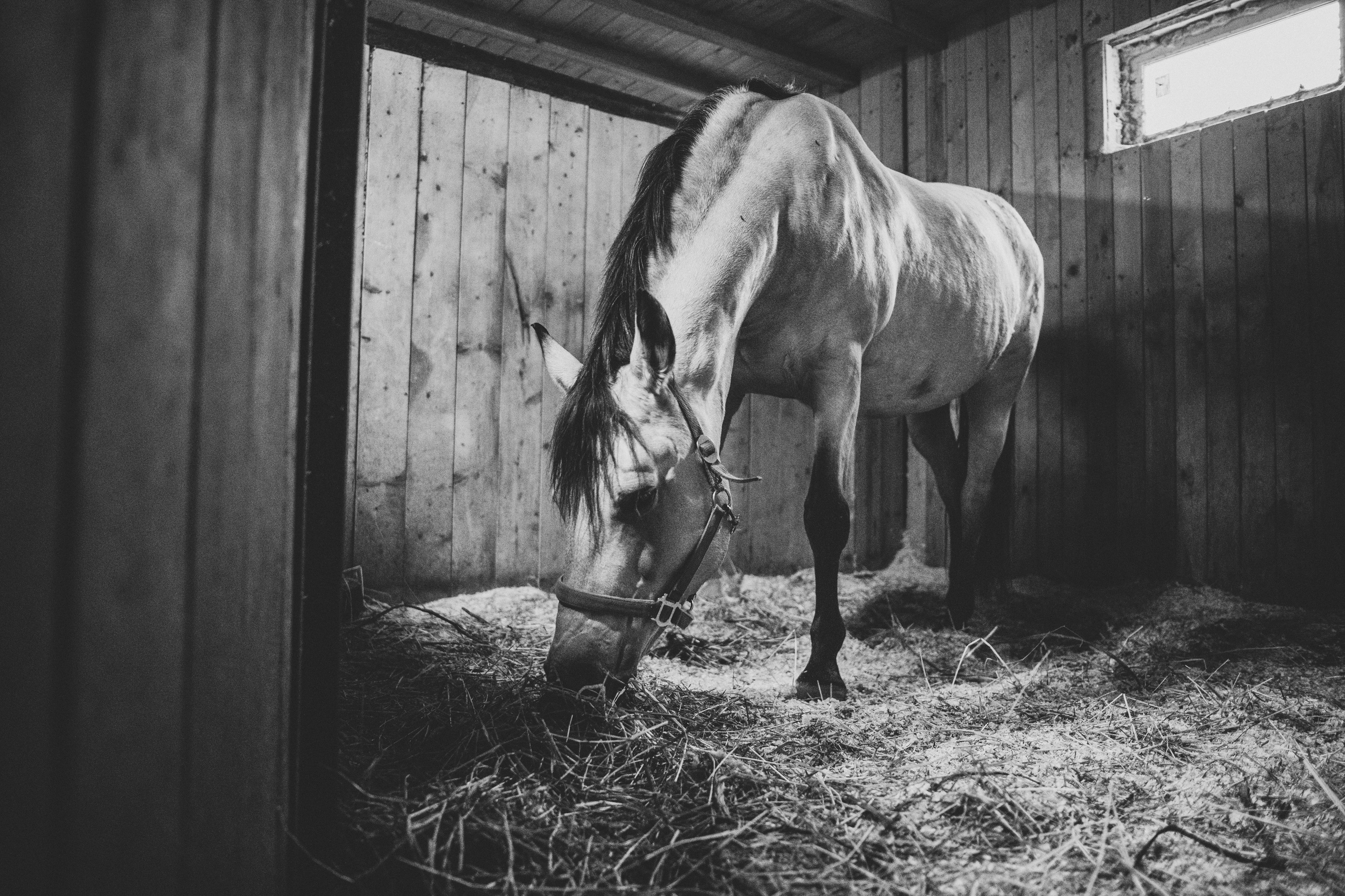 Про любовь, веселье, капризы и сон в повозке…. Семейный фотограф, фотограф родов, репортажей фотограф в Санкт-Петербу