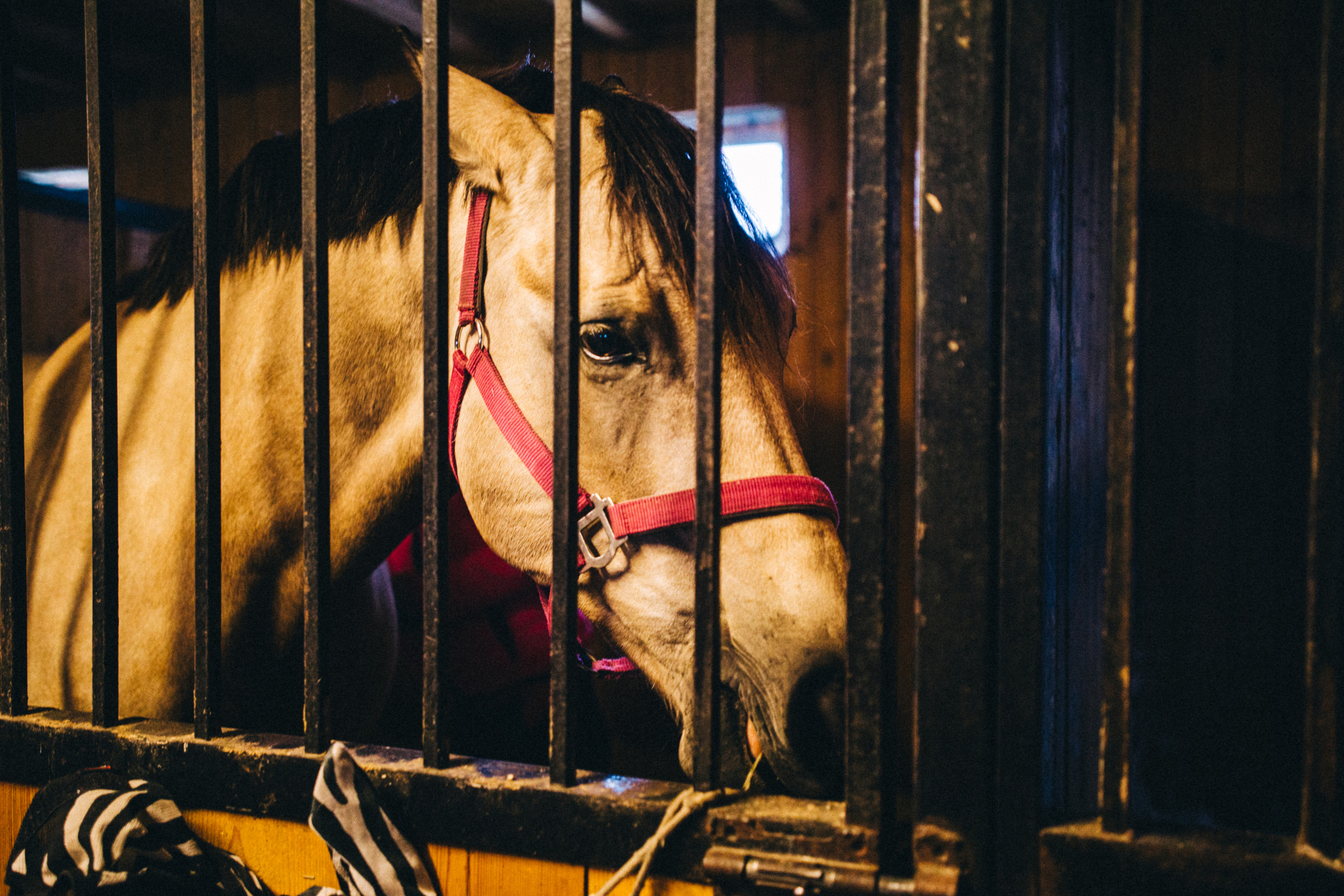 Про любовь, веселье, капризы и сон в повозке…. Семейный фотограф, фотограф родов, репортажей фотограф в Санкт-Петербу