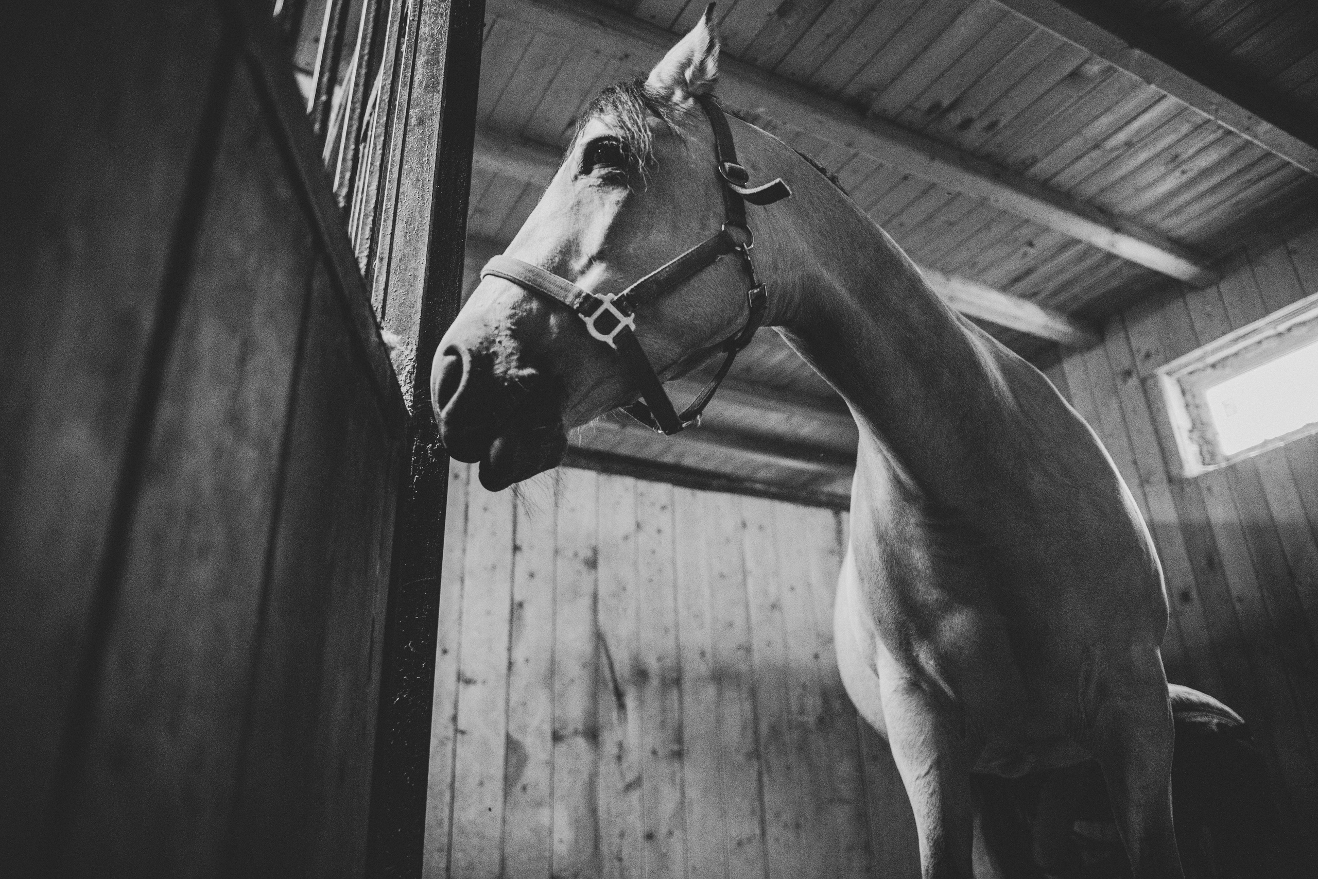 Про любовь, веселье, капризы и сон в повозке…. Семейный фотограф, фотограф родов, репортажей фотограф в Санкт-Петербу