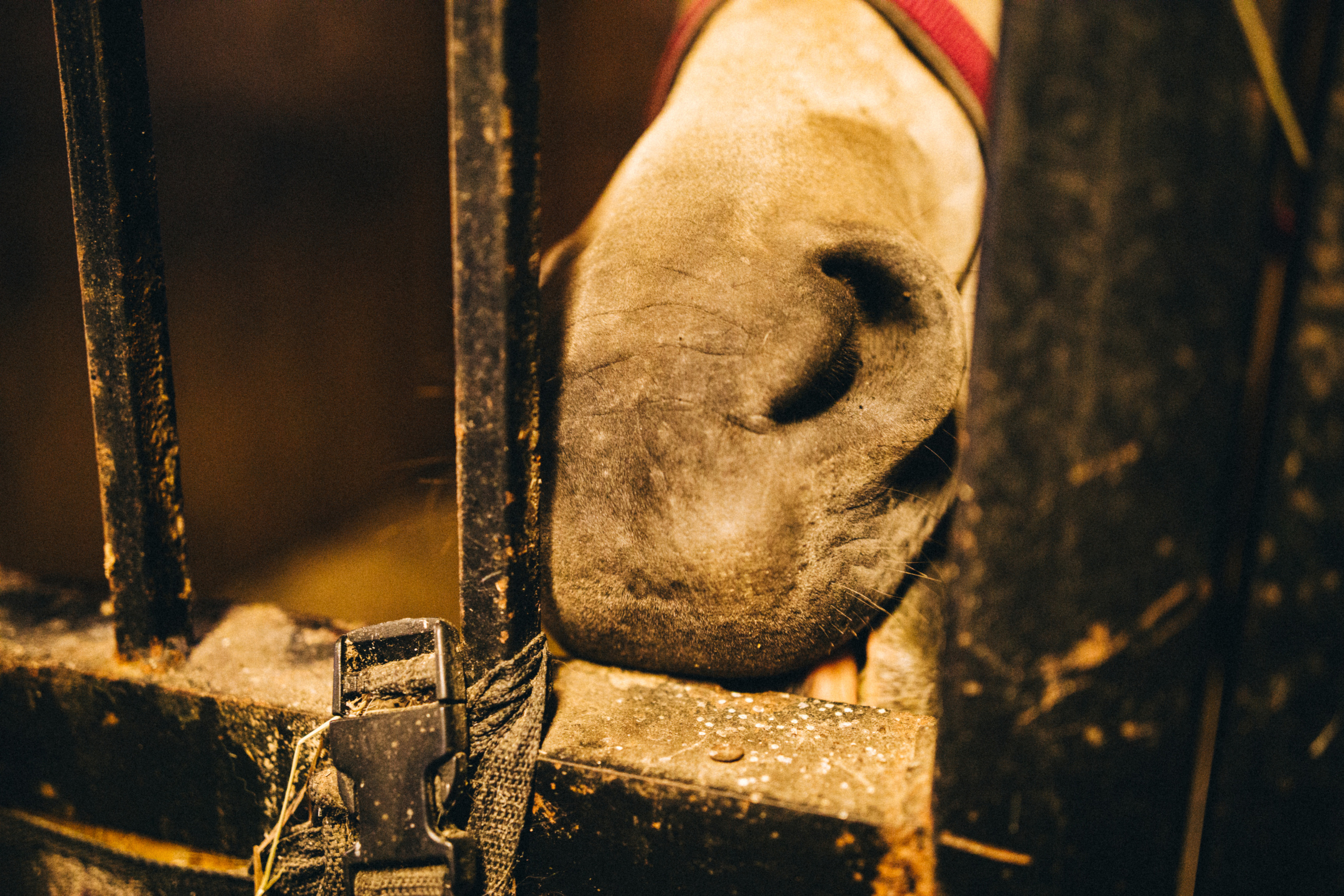 Про любовь, веселье, капризы и сон в повозке…. Семейный фотограф, фотограф родов, репортажей фотограф в Санкт-Петербу