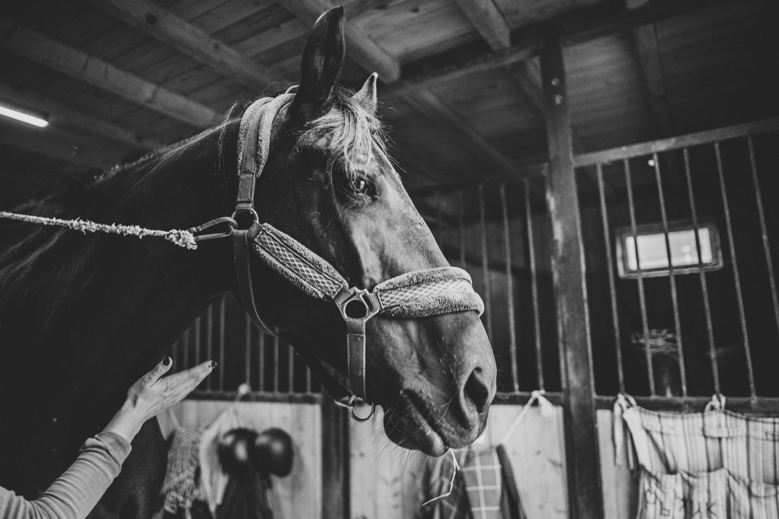 Про любовь, веселье, капризы и сон в повозке…. Семейный фотограф, фотограф родов, репортажей фотограф в Санкт-Петербу