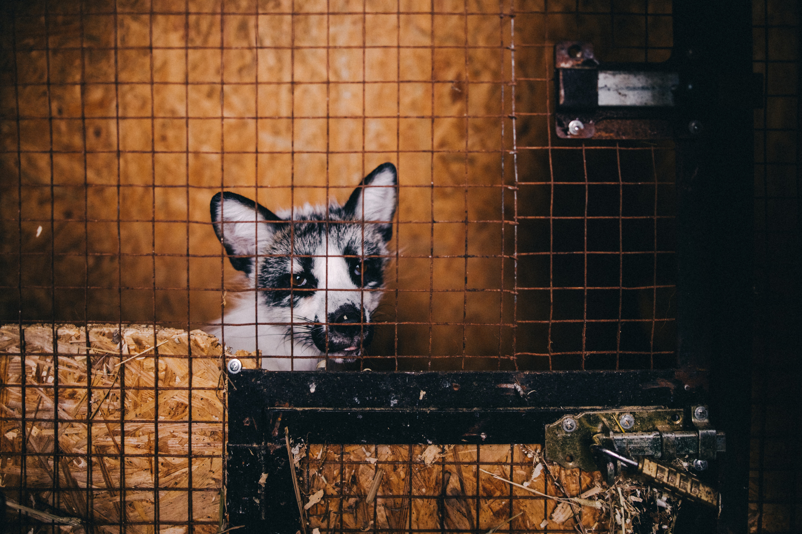 Про любовь, веселье, капризы и сон в повозке…. Семейный фотограф, фотограф родов, репортажей фотограф в Санкт-Петербу