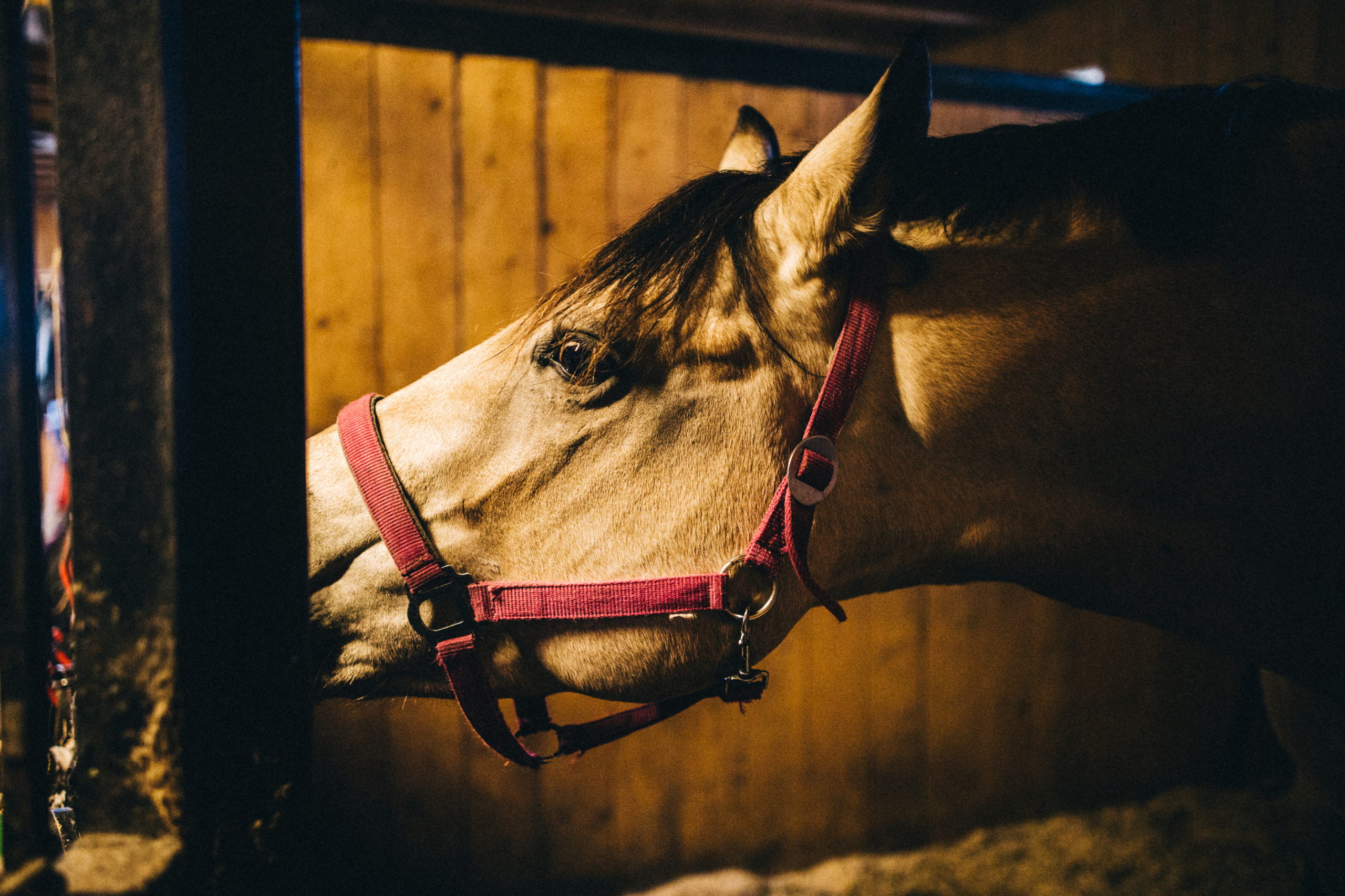 Про любовь, веселье, капризы и сон в повозке…. Семейный фотограф, фотограф родов, репортажей фотограф в Санкт-Петербу