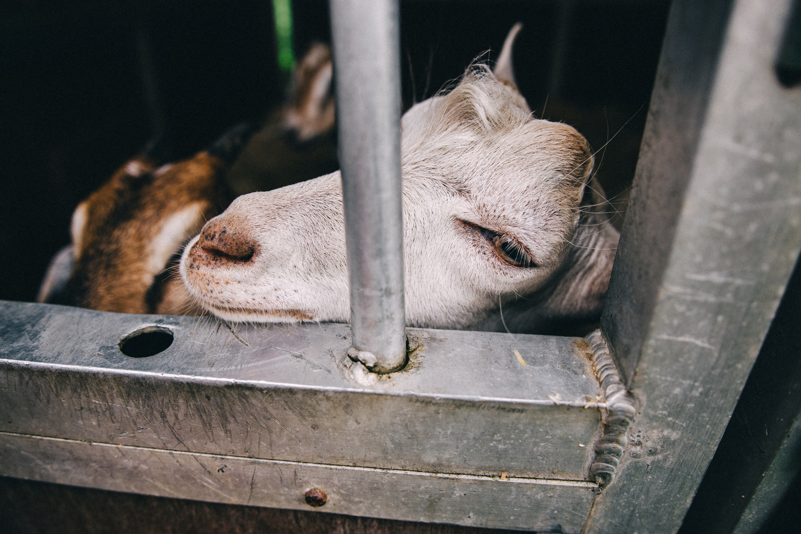 Про любовь, веселье, капризы и сон в повозке…. Семейный фотограф, фотограф родов, репортажей фотограф в Санкт-Петербу