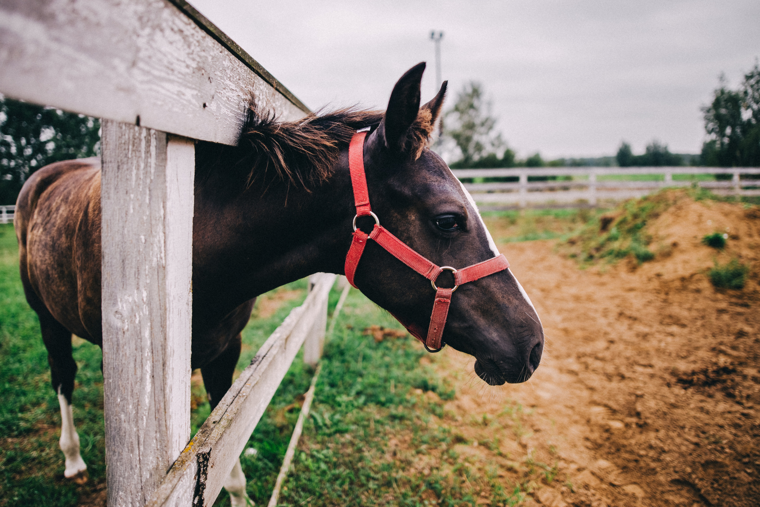 Про любовь, веселье, капризы и сон в повозке…. Семейный фотограф, фотограф родов, репортажей фотограф в Санкт-Петербу