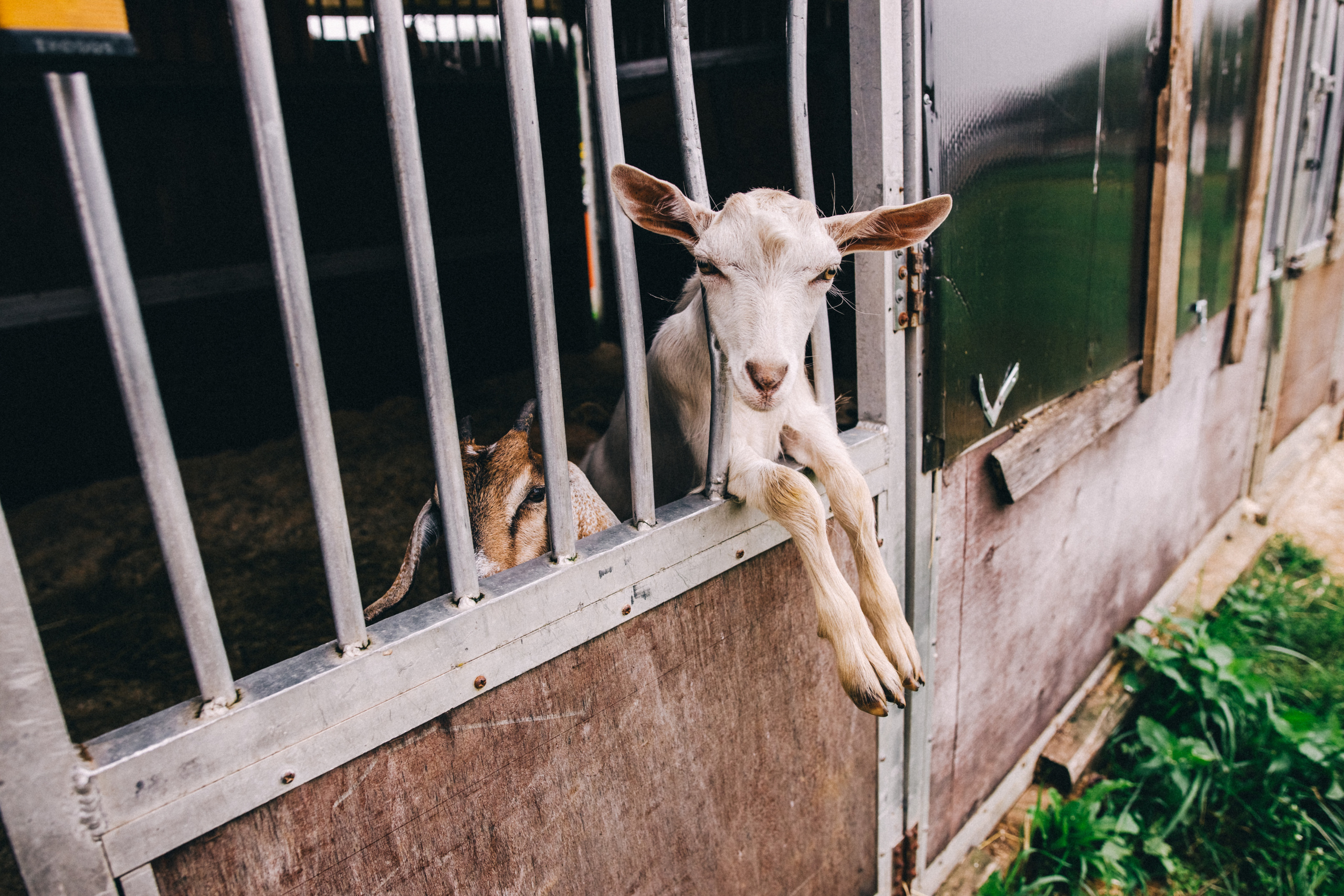 Про любовь, веселье, капризы и сон в повозке…. Семейный фотограф, фотограф родов, репортажей фотограф в Санкт-Петербу