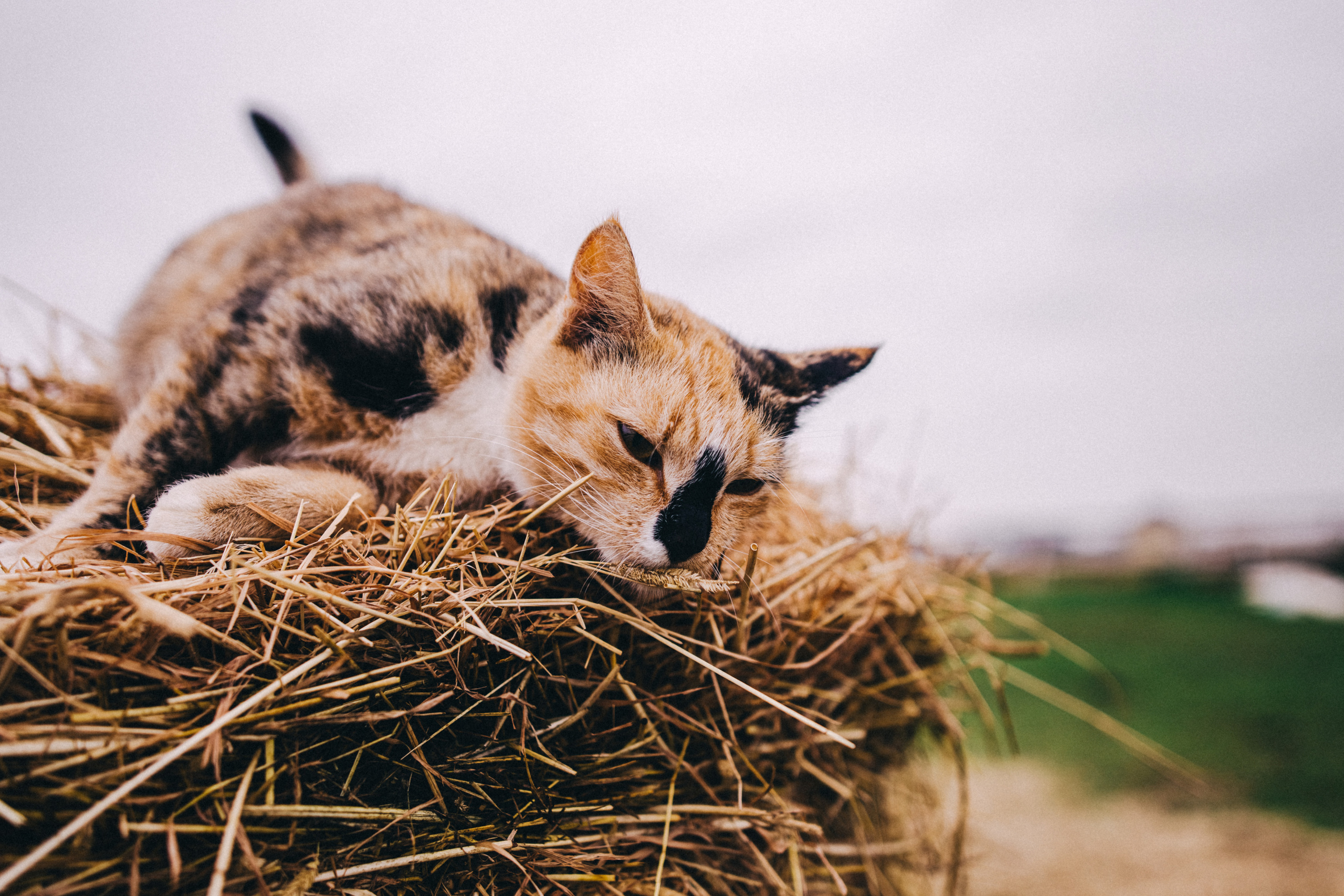 Про любовь, веселье, капризы и сон в повозке…. Семейный фотограф, фотограф родов, репортажей фотограф в Санкт-Петербу