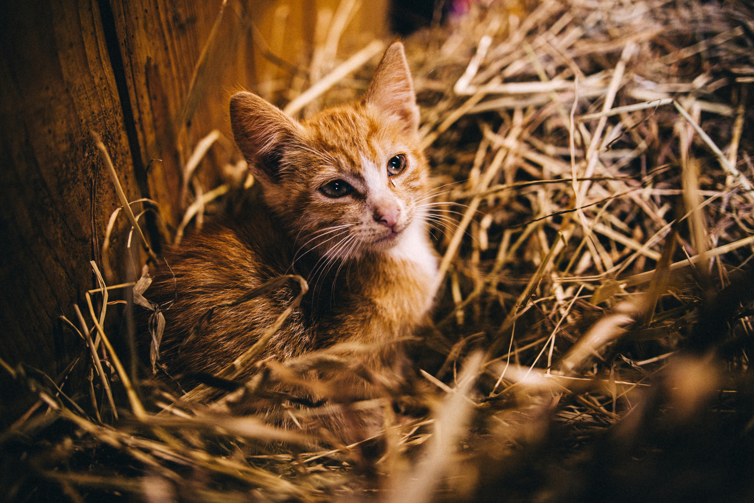 Про любовь, веселье, капризы и сон в повозке…. Семейный фотограф, фотограф родов, репортажей фотограф в Санкт-Петербу