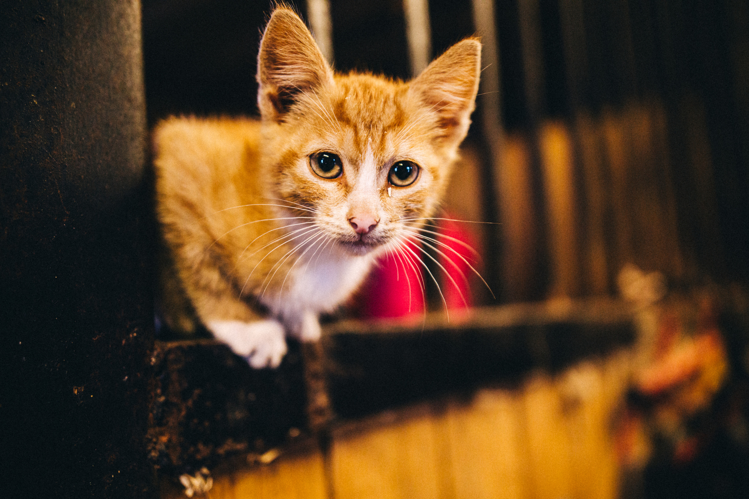 Про любовь, веселье, капризы и сон в повозке…. Семейный фотограф, фотограф родов, репортажей фотограф в Санкт-Петербу