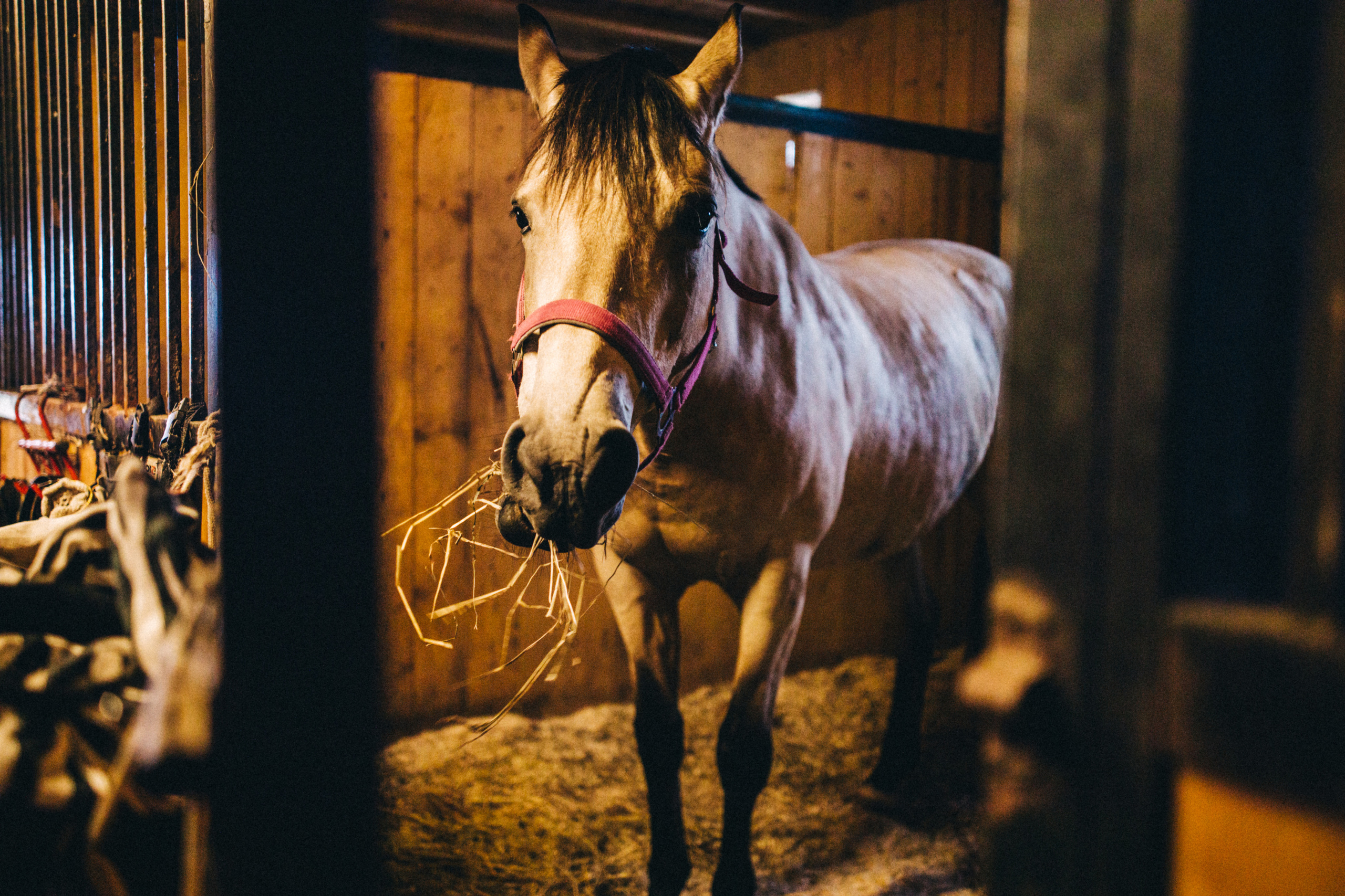 Про любовь, веселье, капризы и сон в повозке…. Семейный фотограф, фотограф родов, репортажей фотограф в Санкт-Петербу