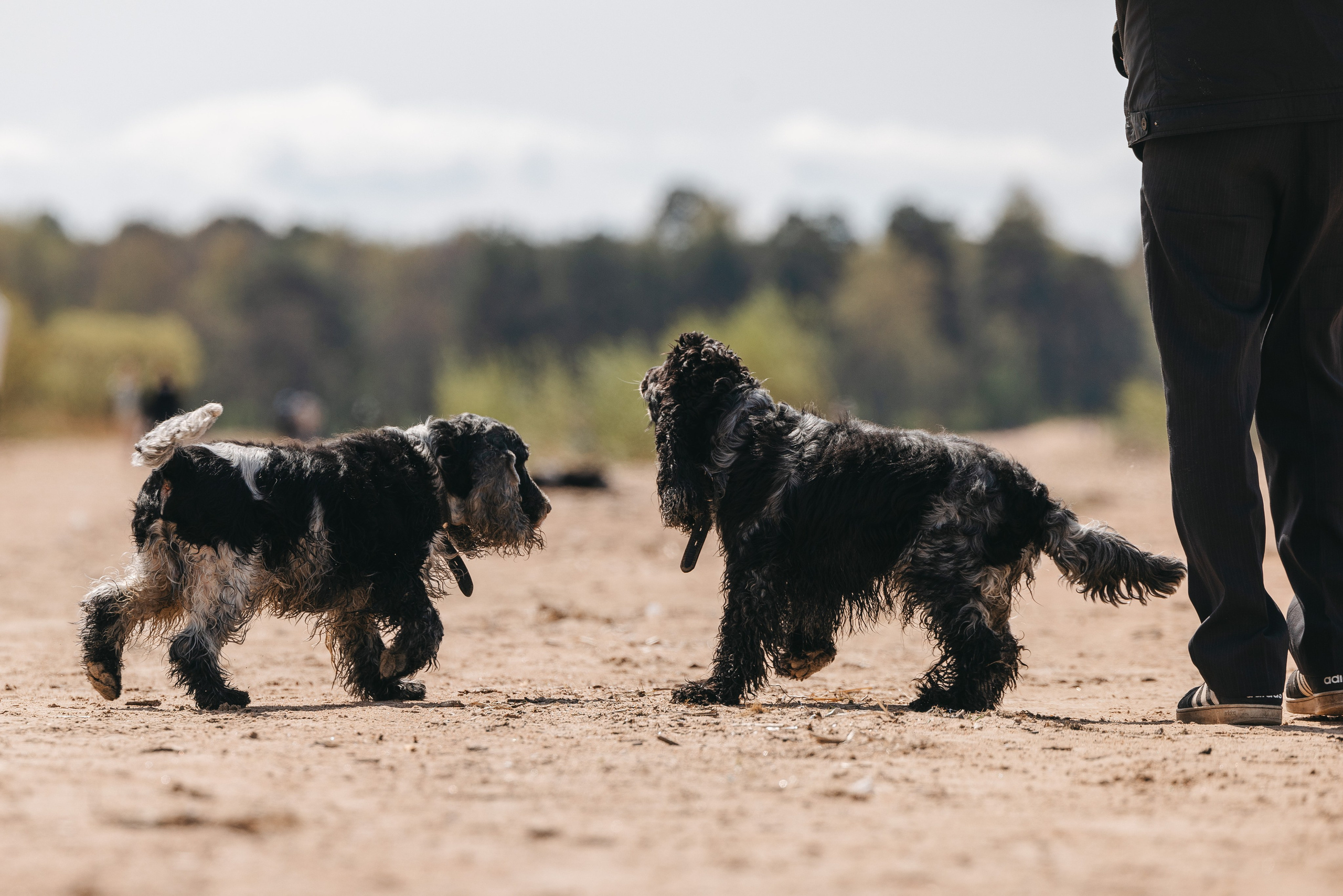 Спанимания. Фотограф анималист Осипчикова Мария