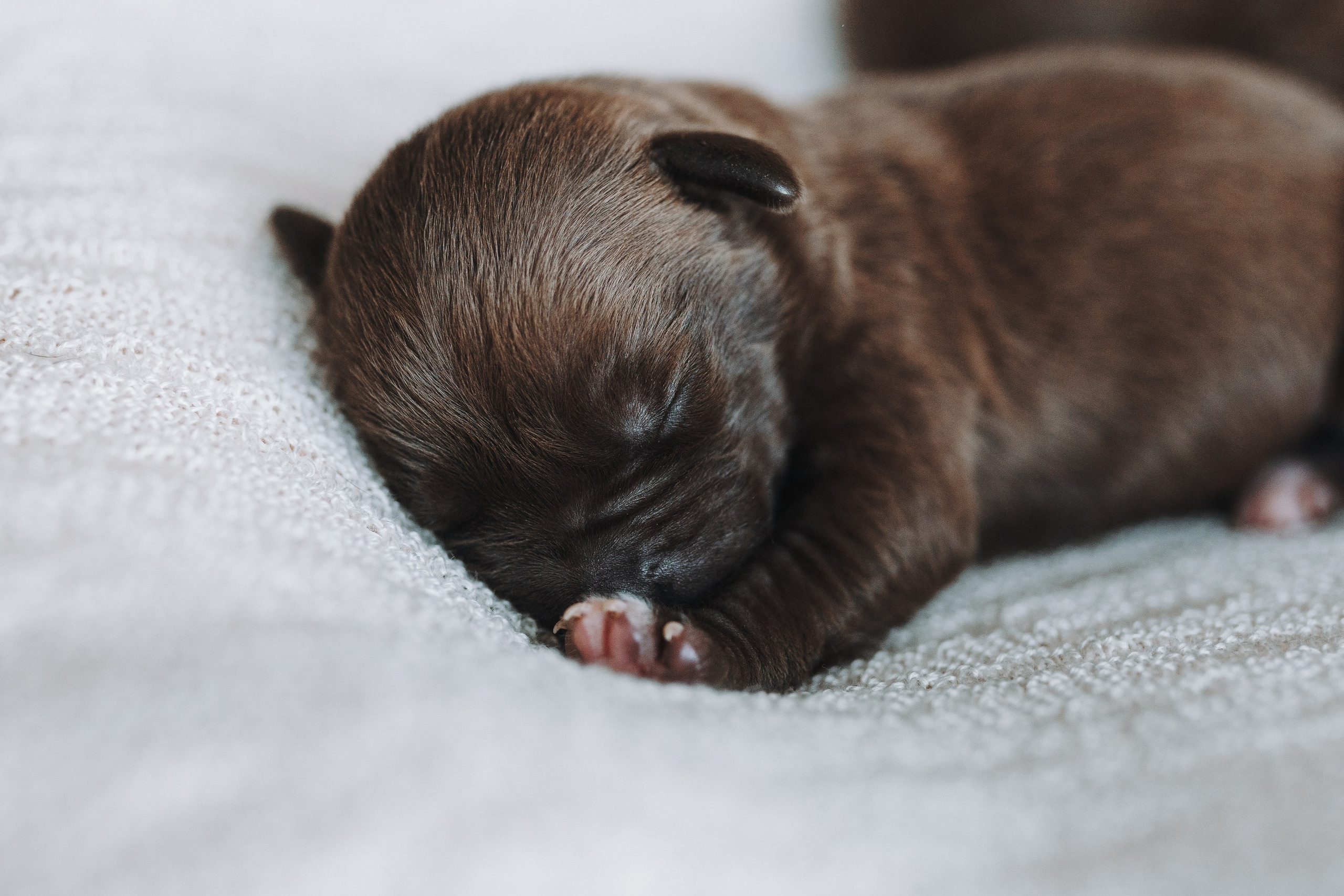 Прайтеры. Фотограф анималист Осипчикова Мария
