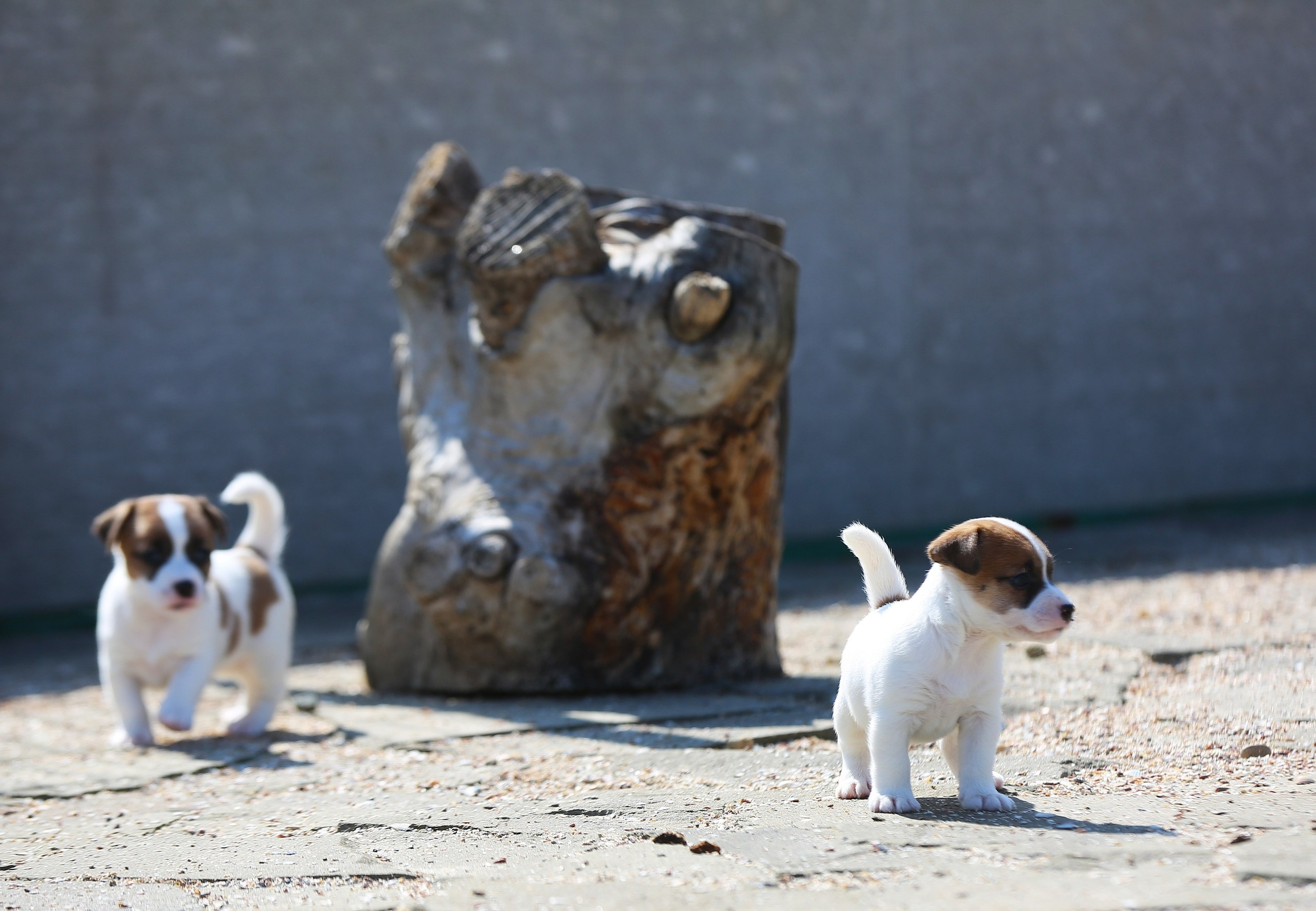 Общий альбом. Lovely-Orange питомник джек рассел терьеров