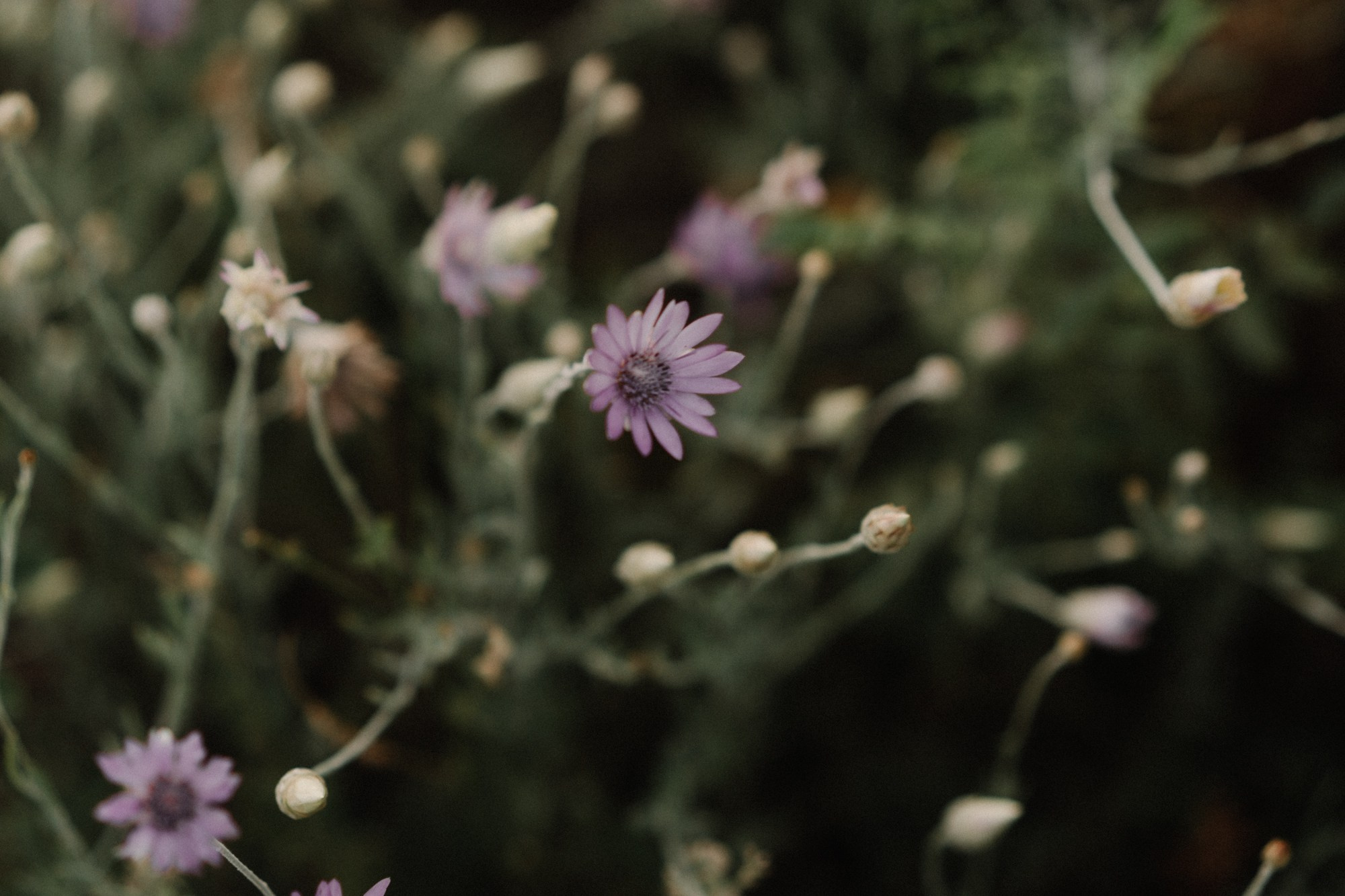 Даша и Маруся. Семейный и детский фотограф в Волгограде и Сочи Наталия Пирметова