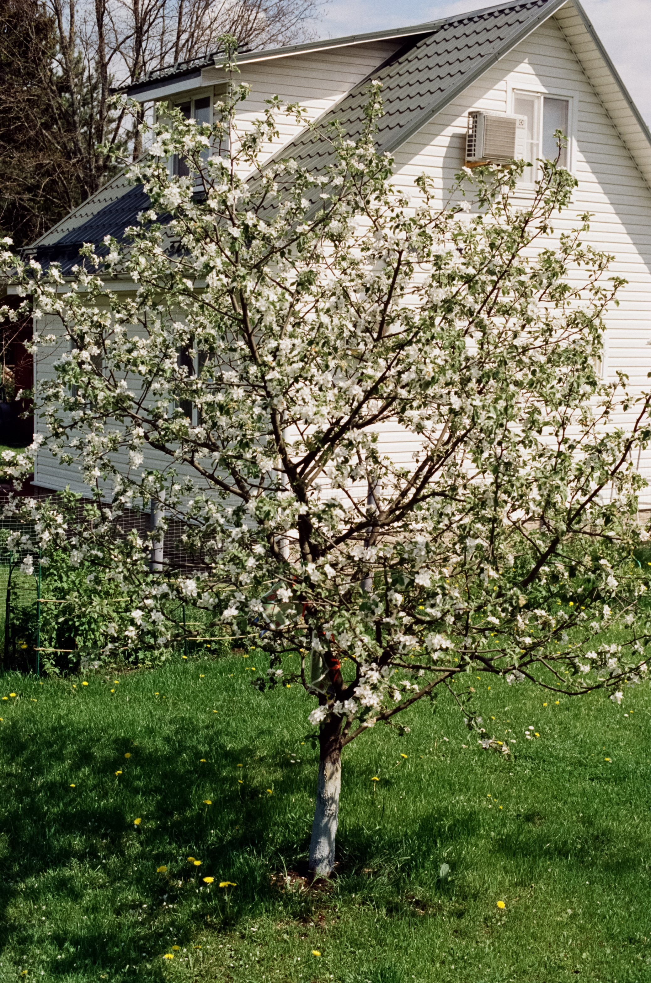 Nikon F100 — Micro-Nikkor-P.C Auto 55 mm f3.5 | май 2025 года | Давыдовское