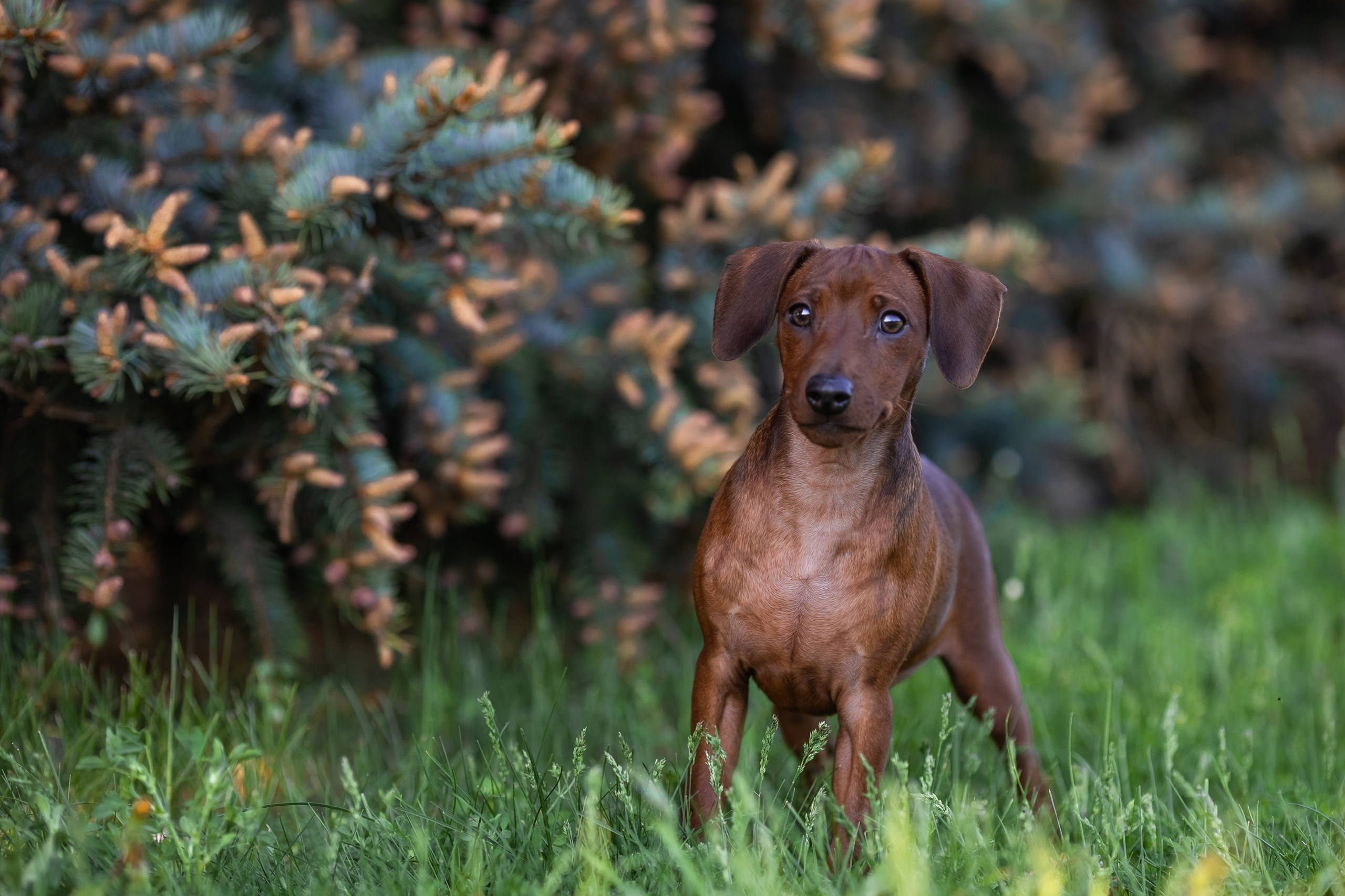 Пинчерята. Фотограф анималист Аня Ливанова | Рыбинск