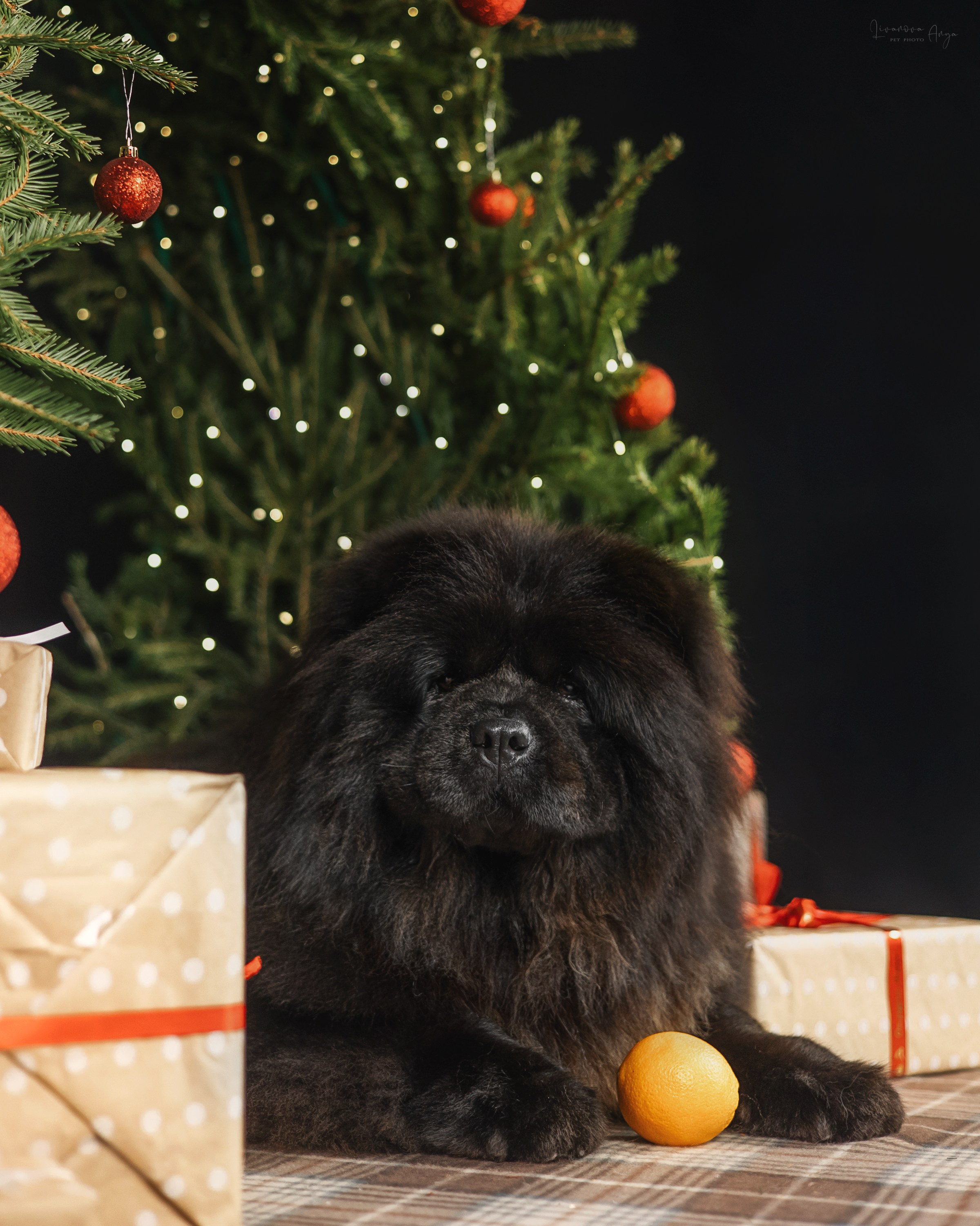 Фотодень_1 2025. Фотограф анималист Аня Ливанова | Рыбинск