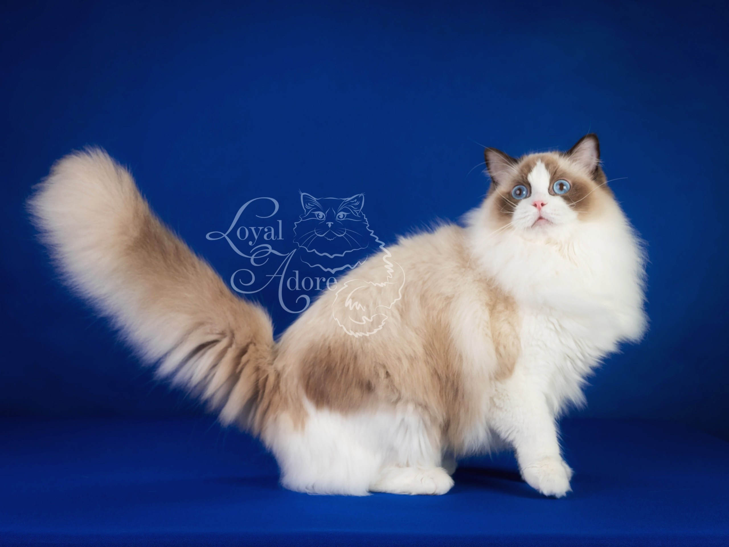 Кошки производители Loyal Adore. Питомник рэгдолл Loyal Adore