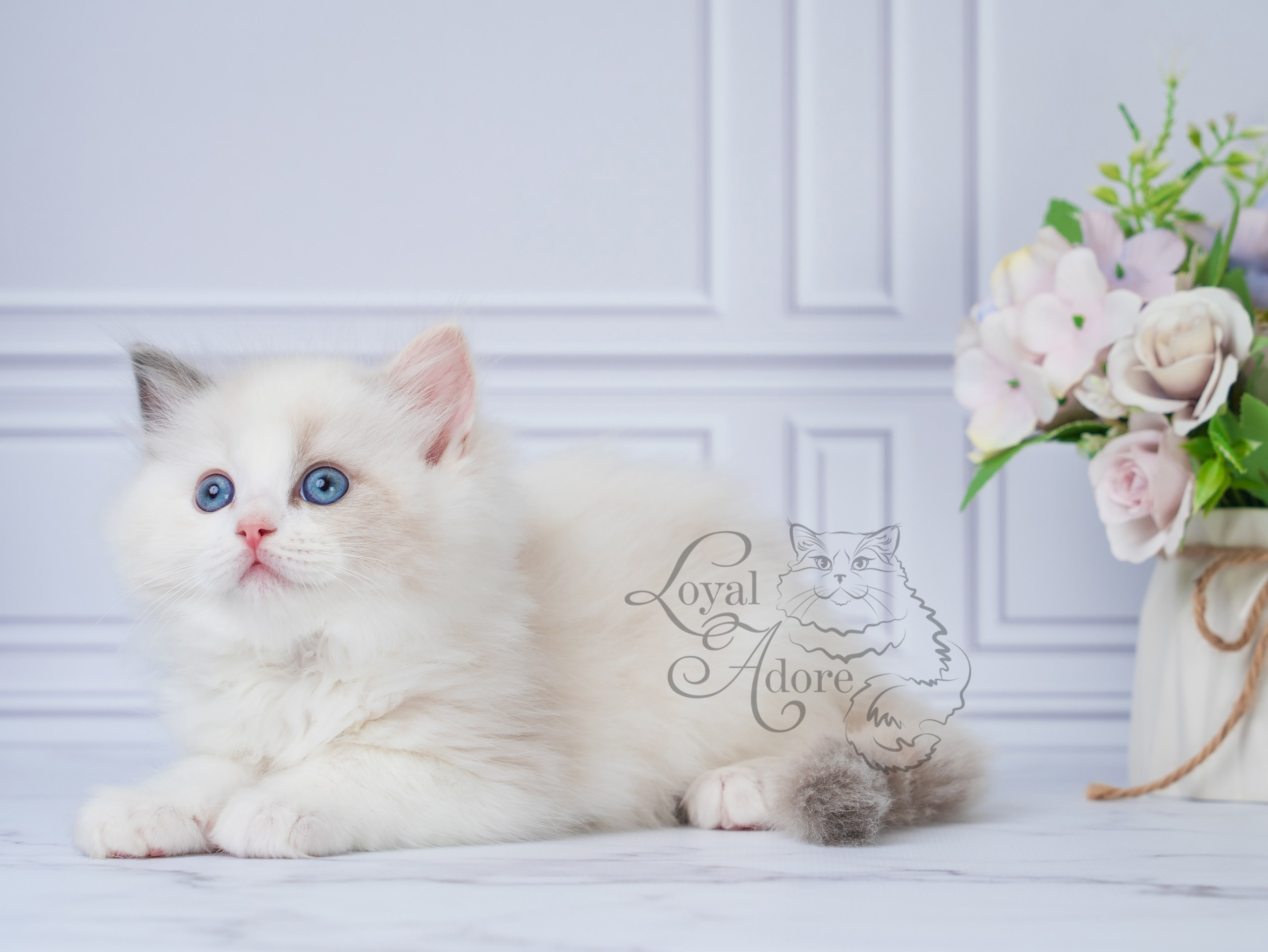 Котята рэгдолл от Loyal Adore. Питомник рэгдолл Loyal Adore