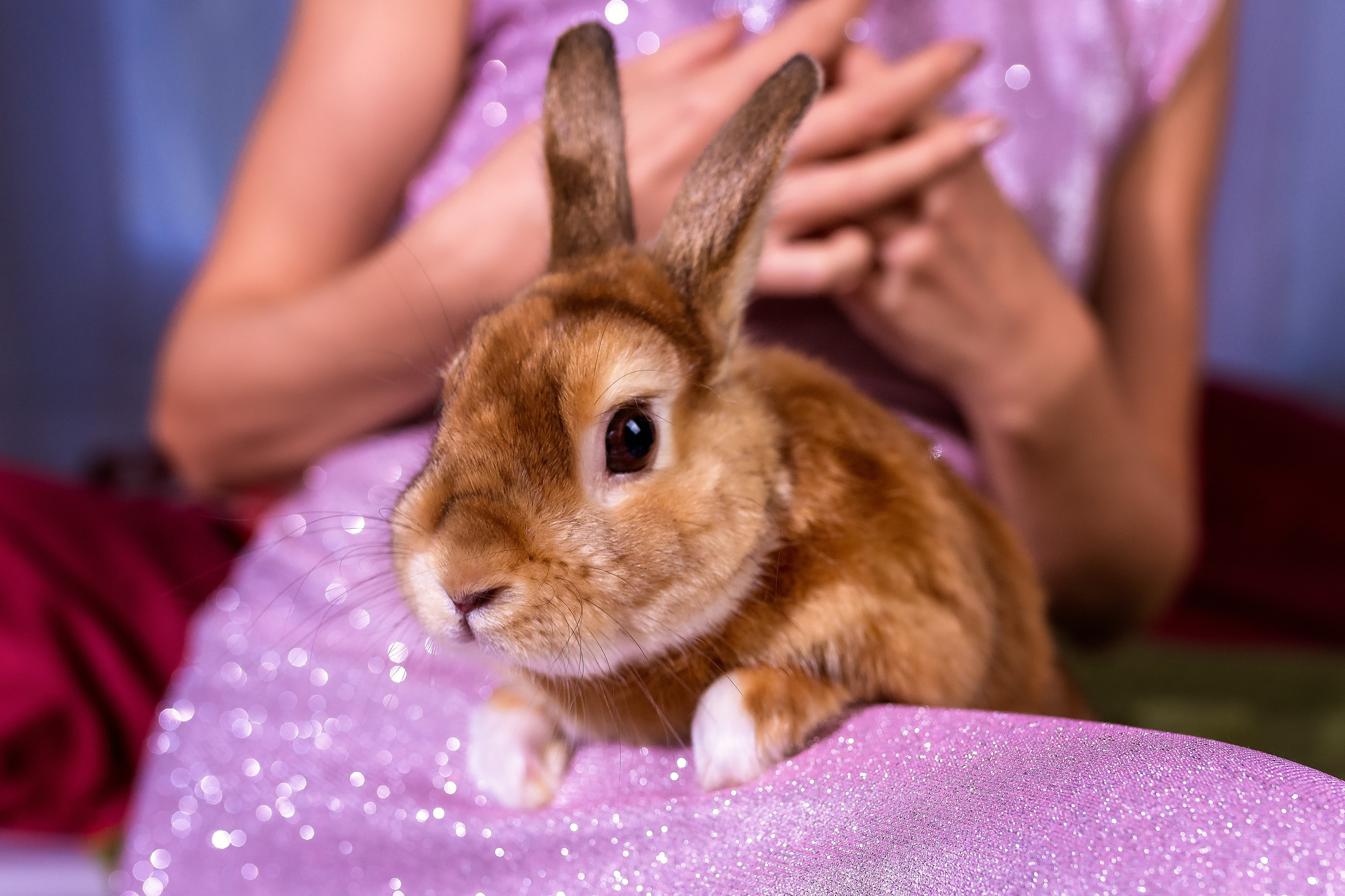 Юлия и кролик. Женский фотограф Крещение Венчание Москва Брянск