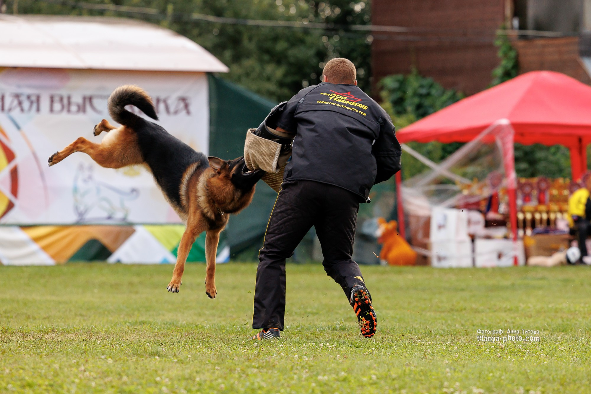 Немецкие овчарки: фото из рингов и вне ринга, мутпроба (фотографии с выставок). Фотограф собак, фотограф-анималист Аня Титова (Titanya). Москва