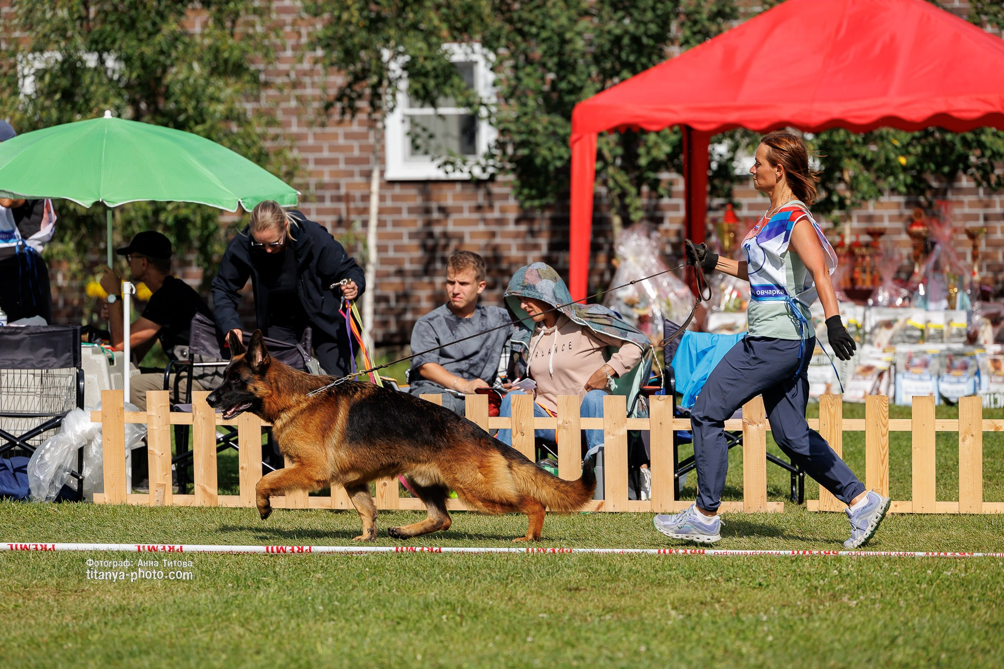 Немецкие овчарки: фото из рингов и вне ринга, мутпроба (фотографии с выставок). Фотограф собак, фотограф-анималист Аня Титова (Titanya). Москва