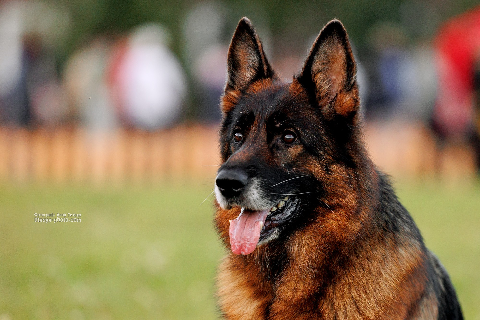 Фото немецких овчарок. Фотограф собак, фотограф-анималист Аня Титова (Titanya). Москва