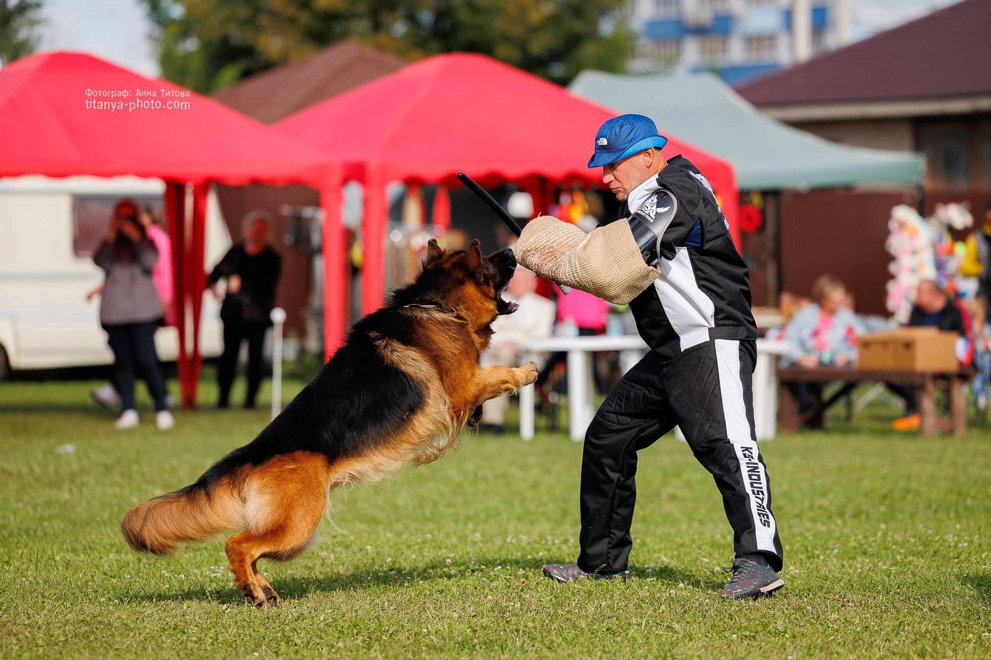 Немецкие овчарки: фото из рингов и вне ринга, мутпроба (фотографии с выставок). Фотограф собак, фотограф-анималист Аня Титова (Titanya). Москва