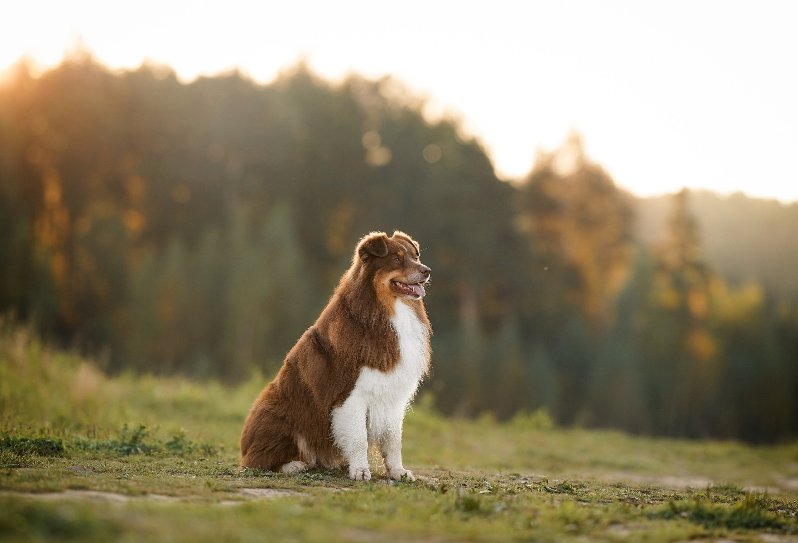 Катя Сэнди и Рокки. Фотограф-анималист в Санкт-Петербурге Яна Мартынова