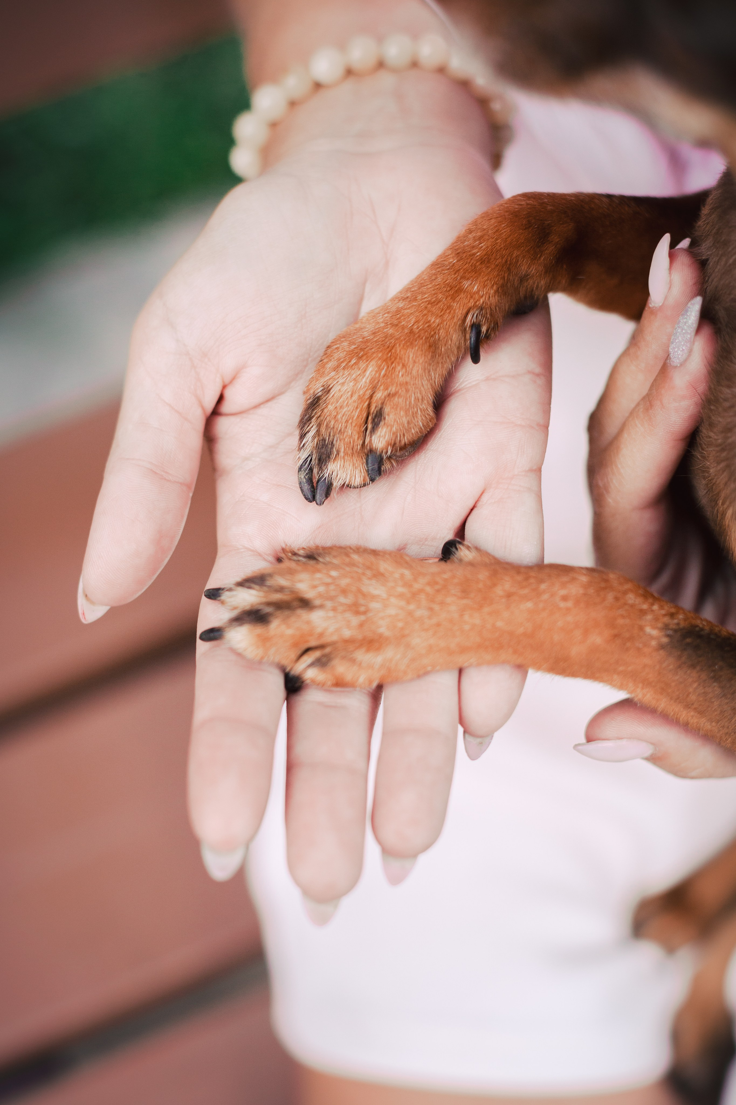 Восточный мост. Фотограф-анималист Татьяна Степанова