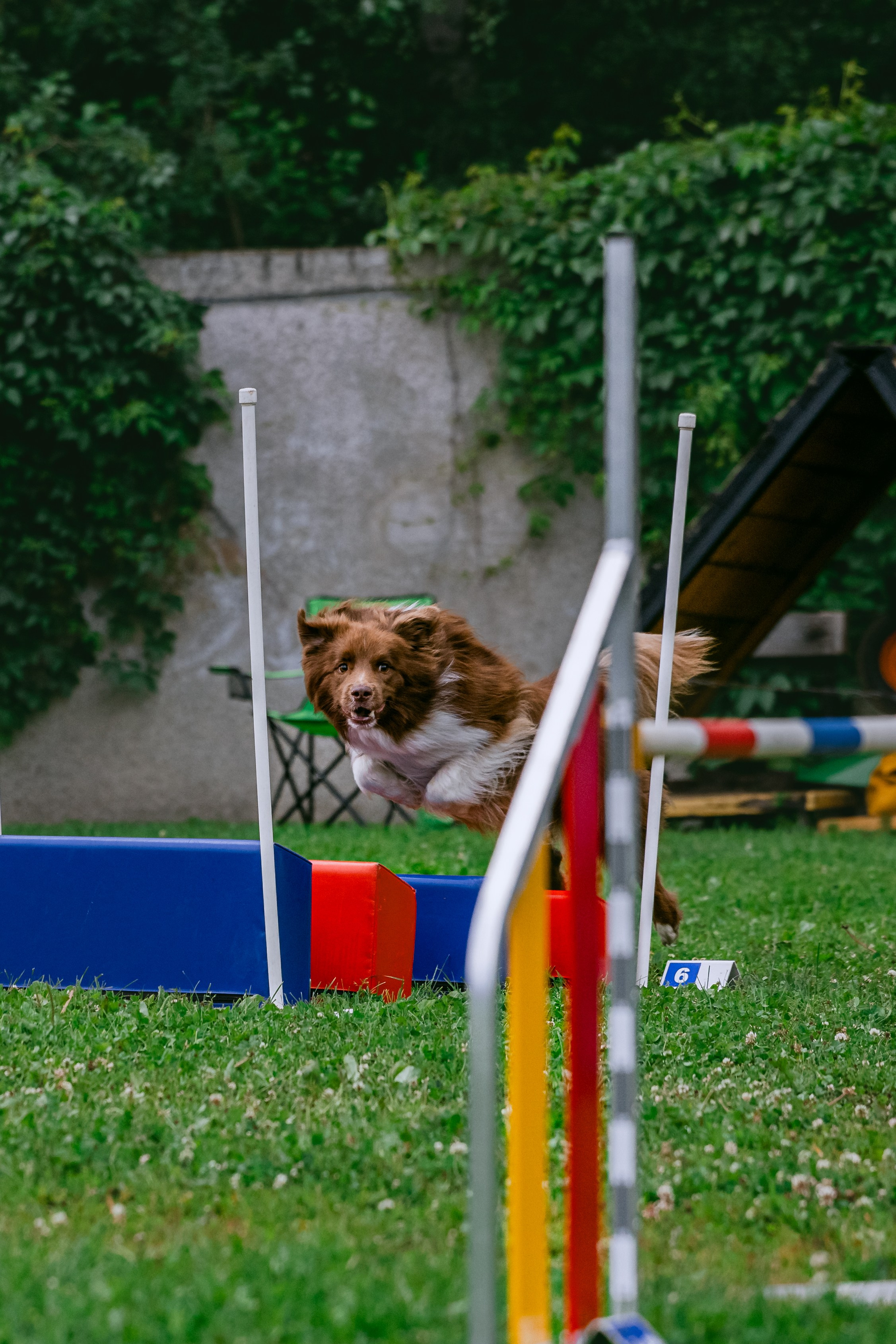 Соревнования по аджилити Долгопрудный 30.06.2025. Фотограф-анималист Татьяна Степанова