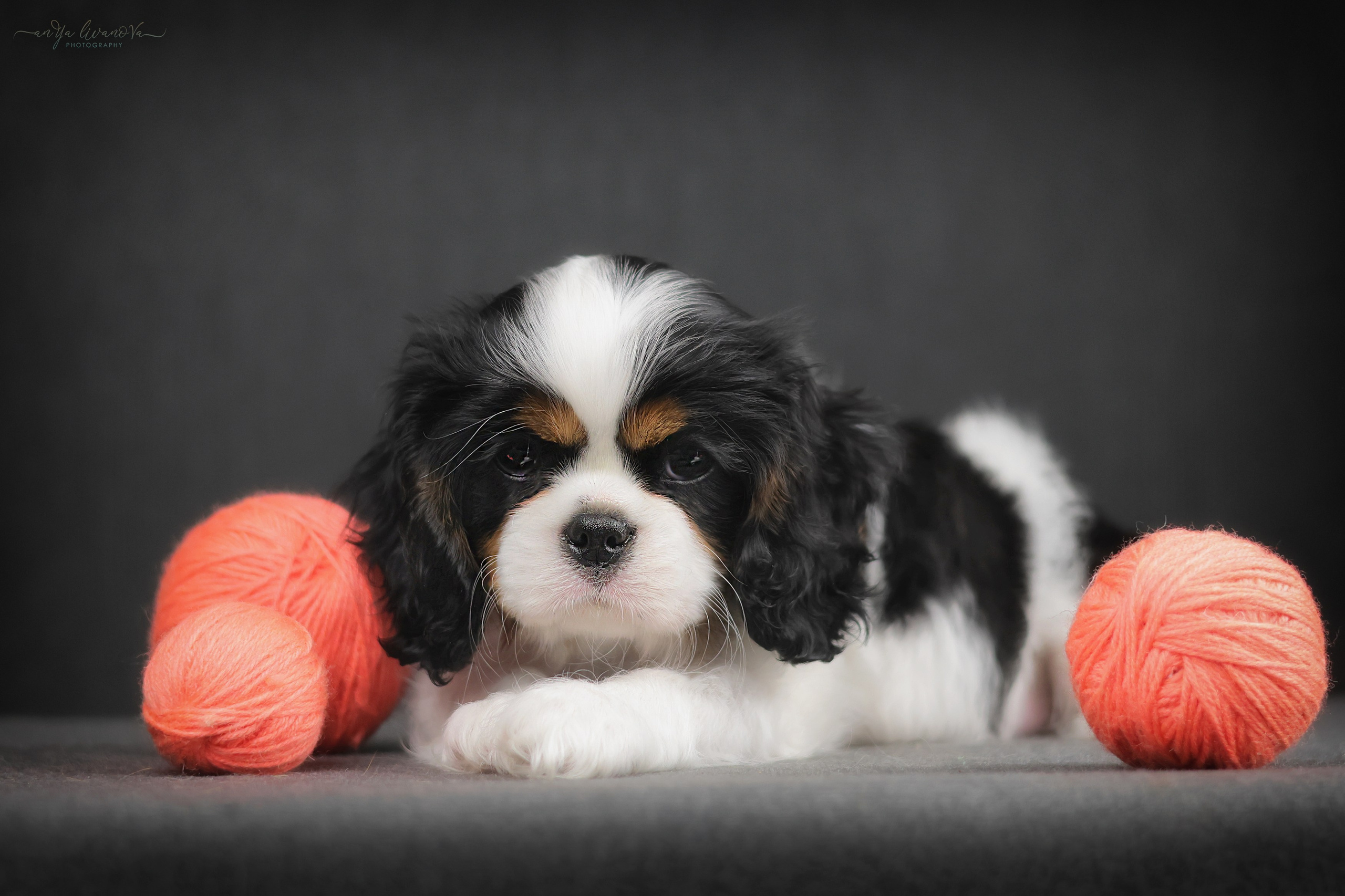 Кавалерчики. Фотограф анималист Аня Ливанова | Рыбинск