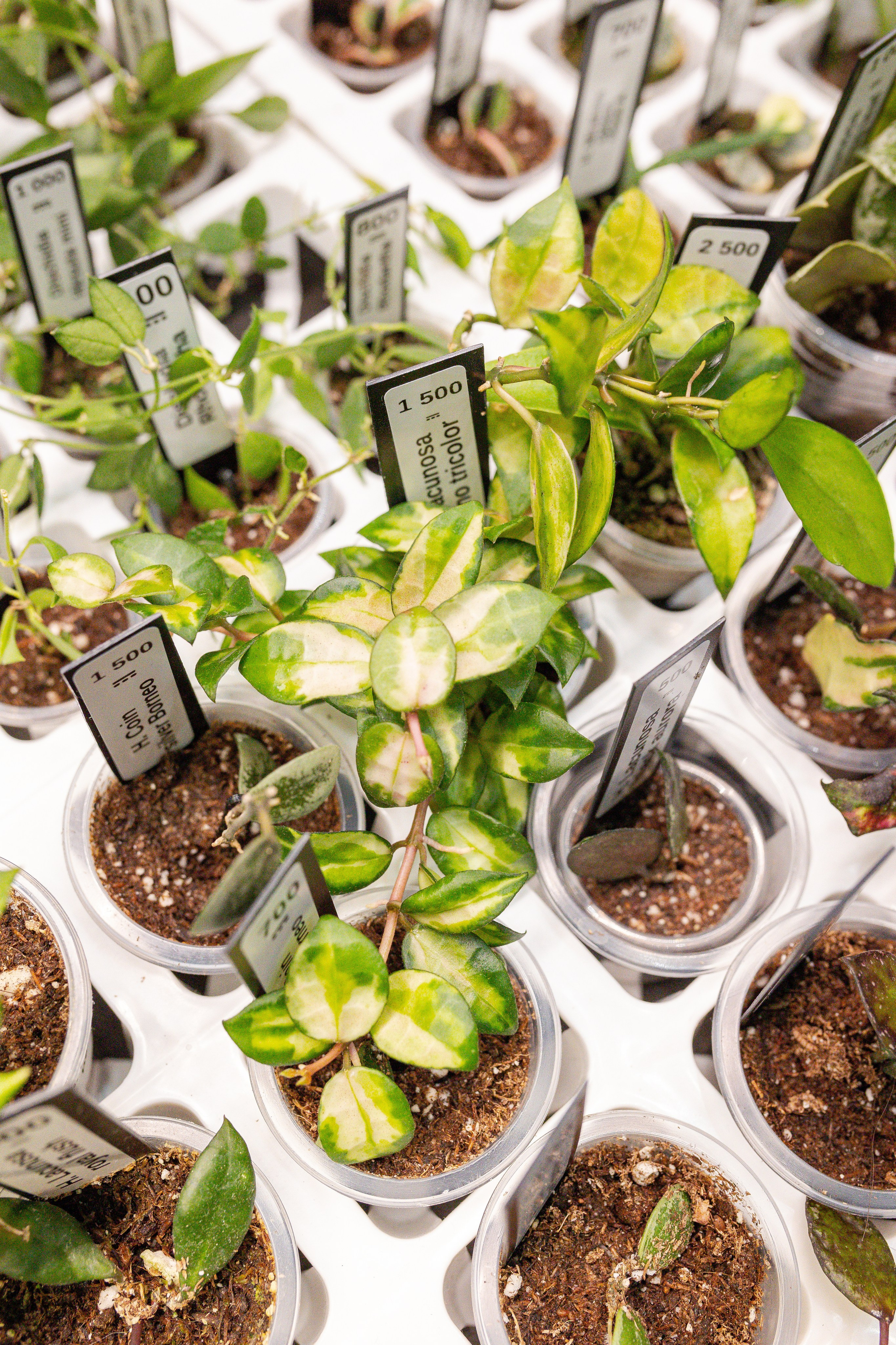 Монстериум апрель 2026. Александра Куликова фотограф, Москва