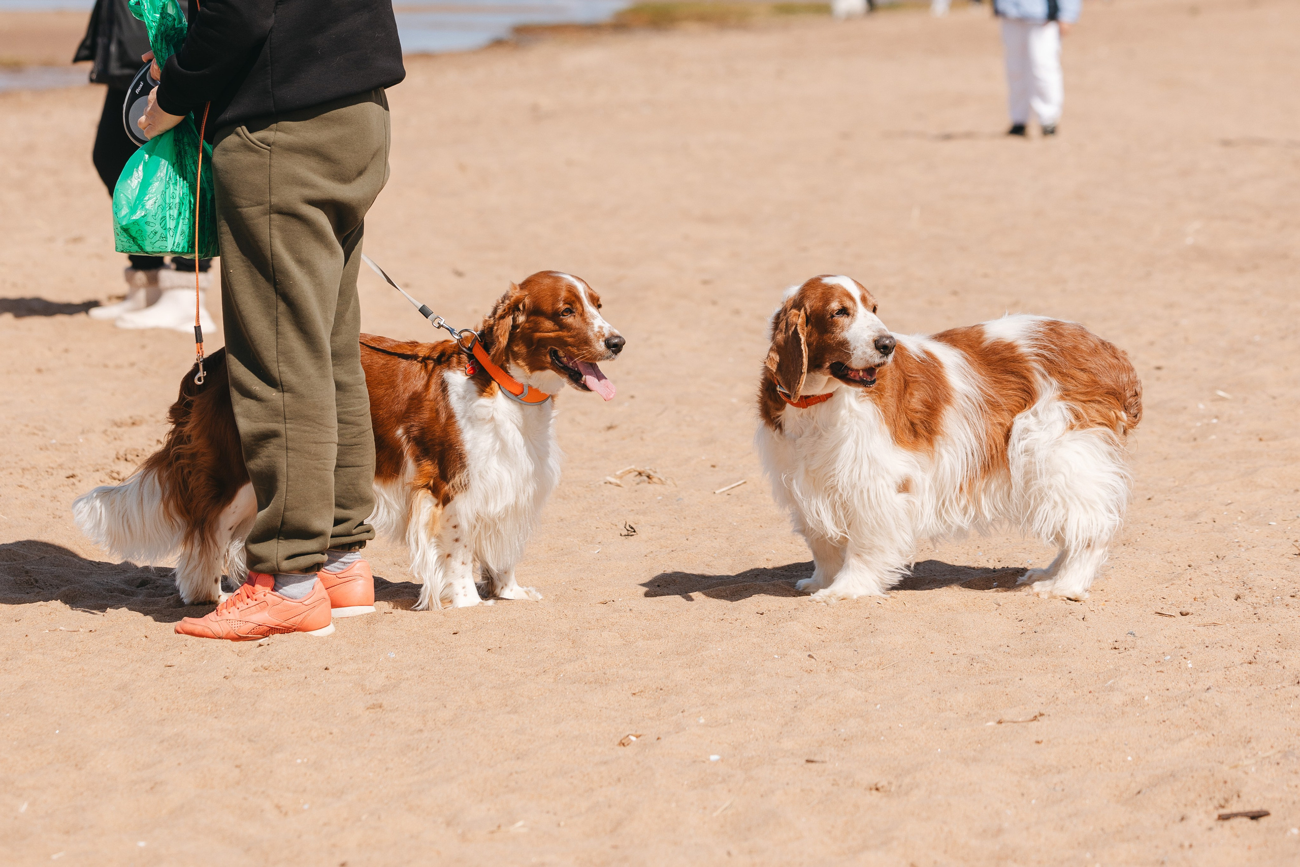 Спанимания. Фотограф анималист Осипчикова Мария